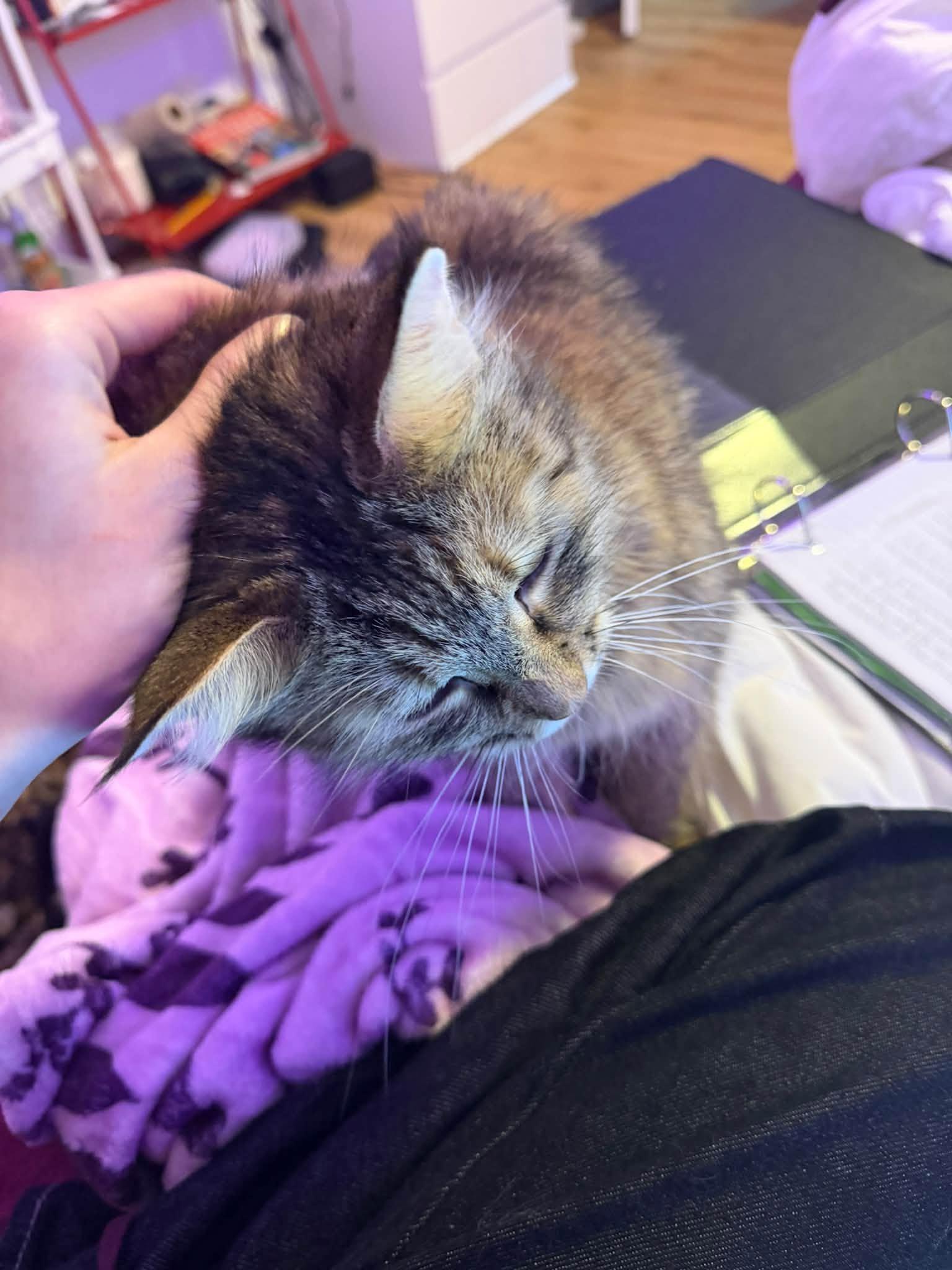 Enlarge Luna, a Adopted Domestic Medium Hair in Enfield, CT image 1/4