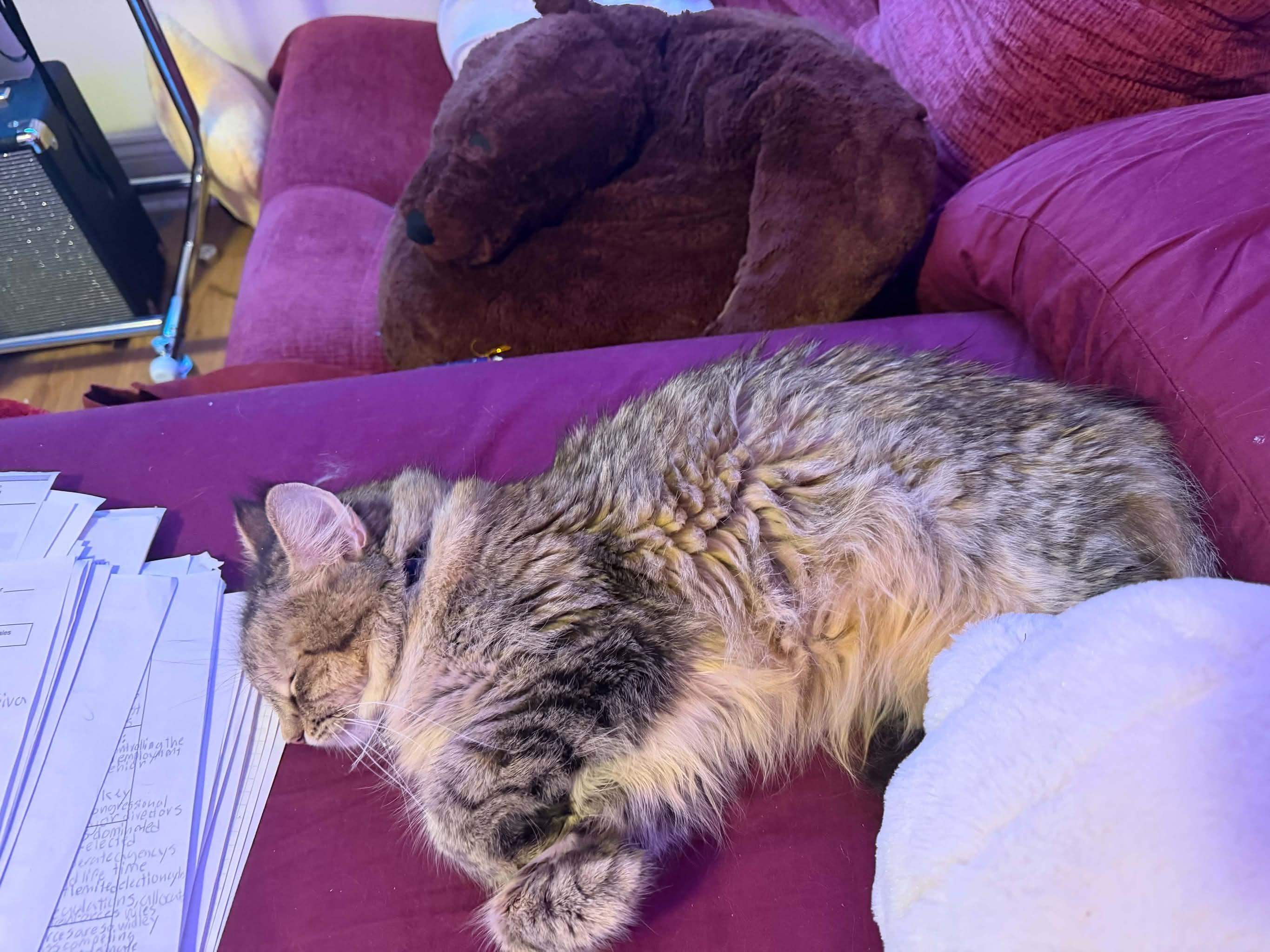 Enlarge Luna, a Adopted Domestic Medium Hair in Enfield, CT image 2/4