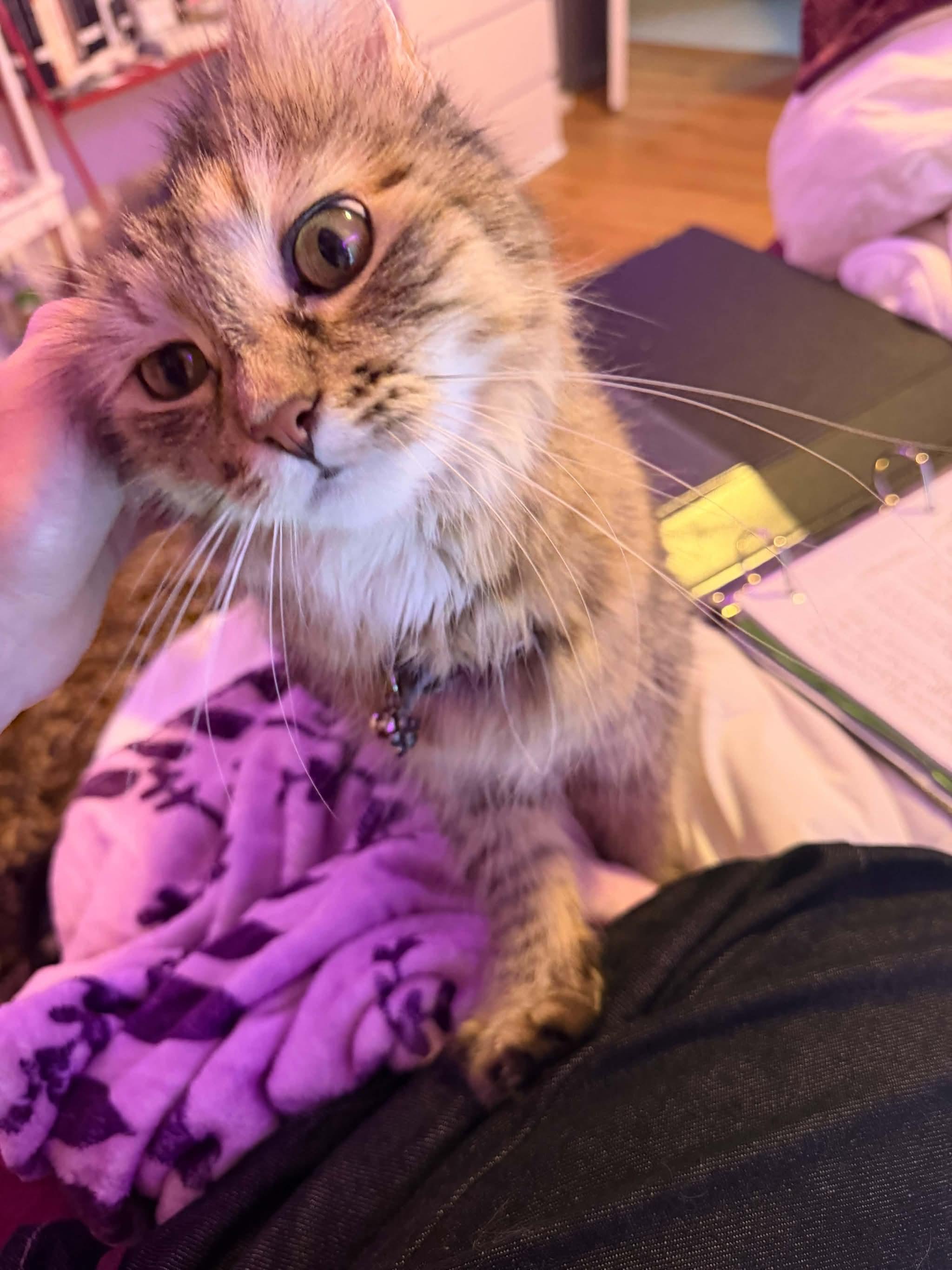 Enlarge Luna, a Adopted Domestic Medium Hair in Enfield, CT image 3/4