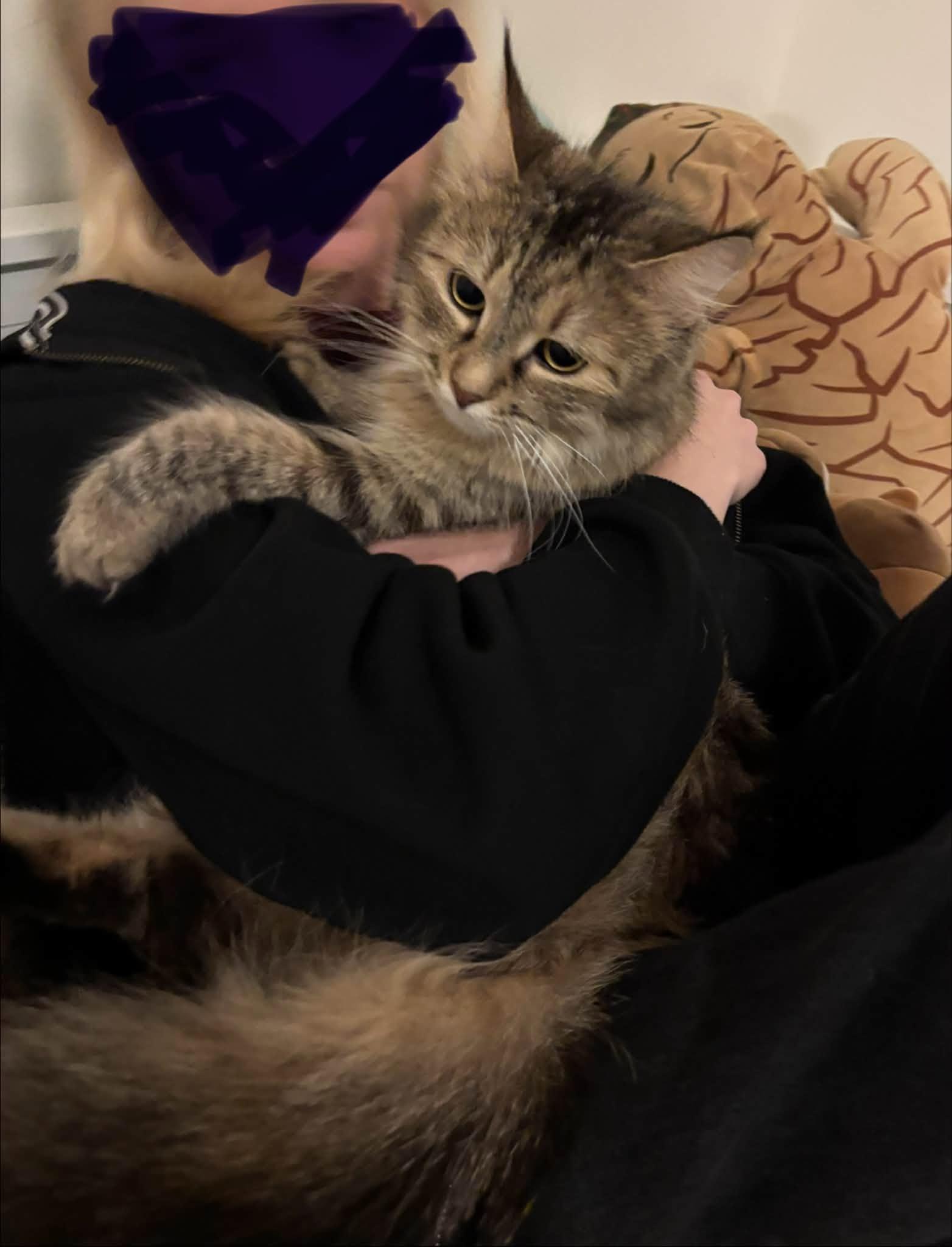 Enlarge Luna, a Adopted Domestic Medium Hair in Enfield, CT image 4/4