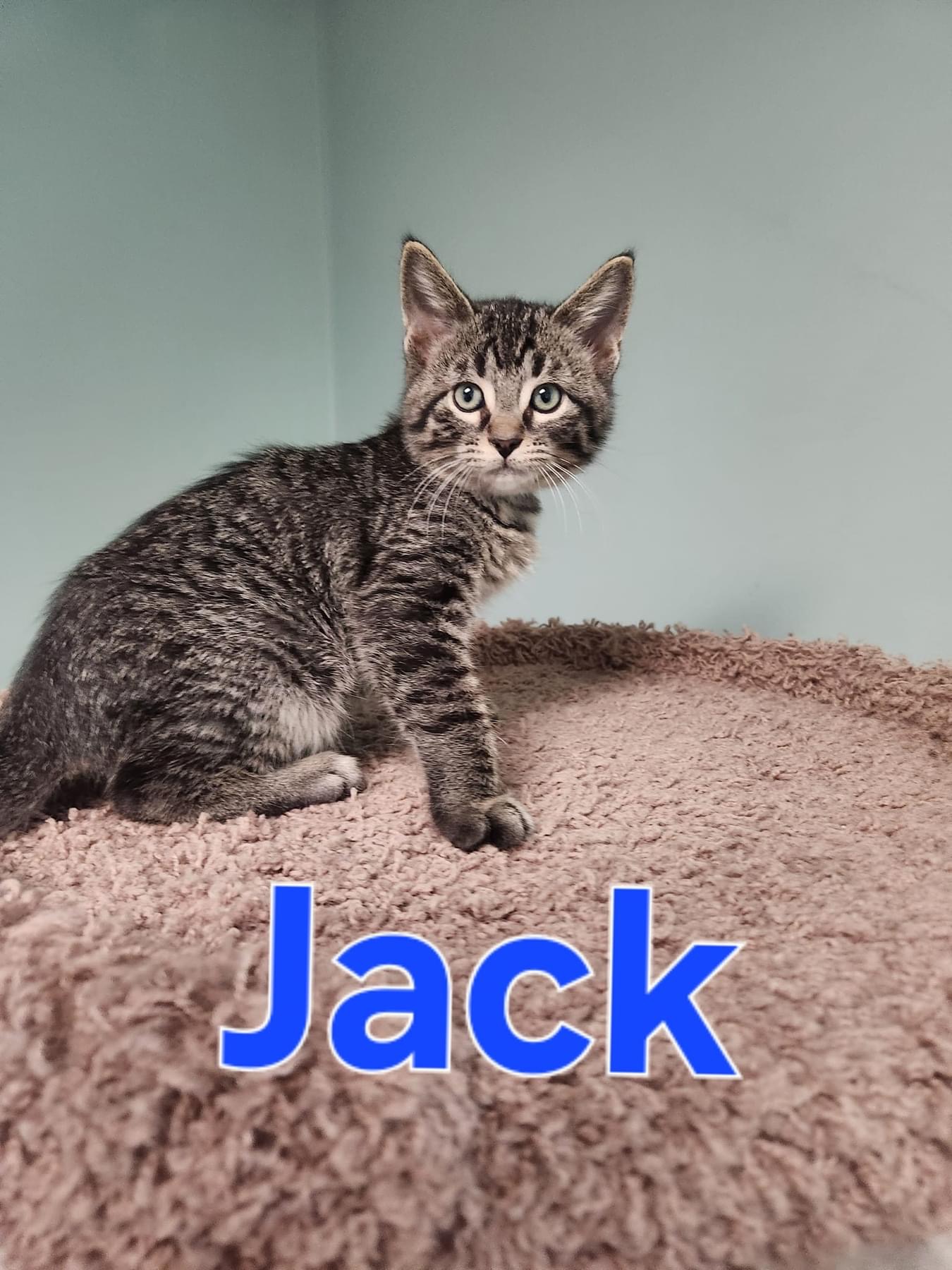 Cat for adoption Jack, an American Shorthair in Blaine, MN Petfinder