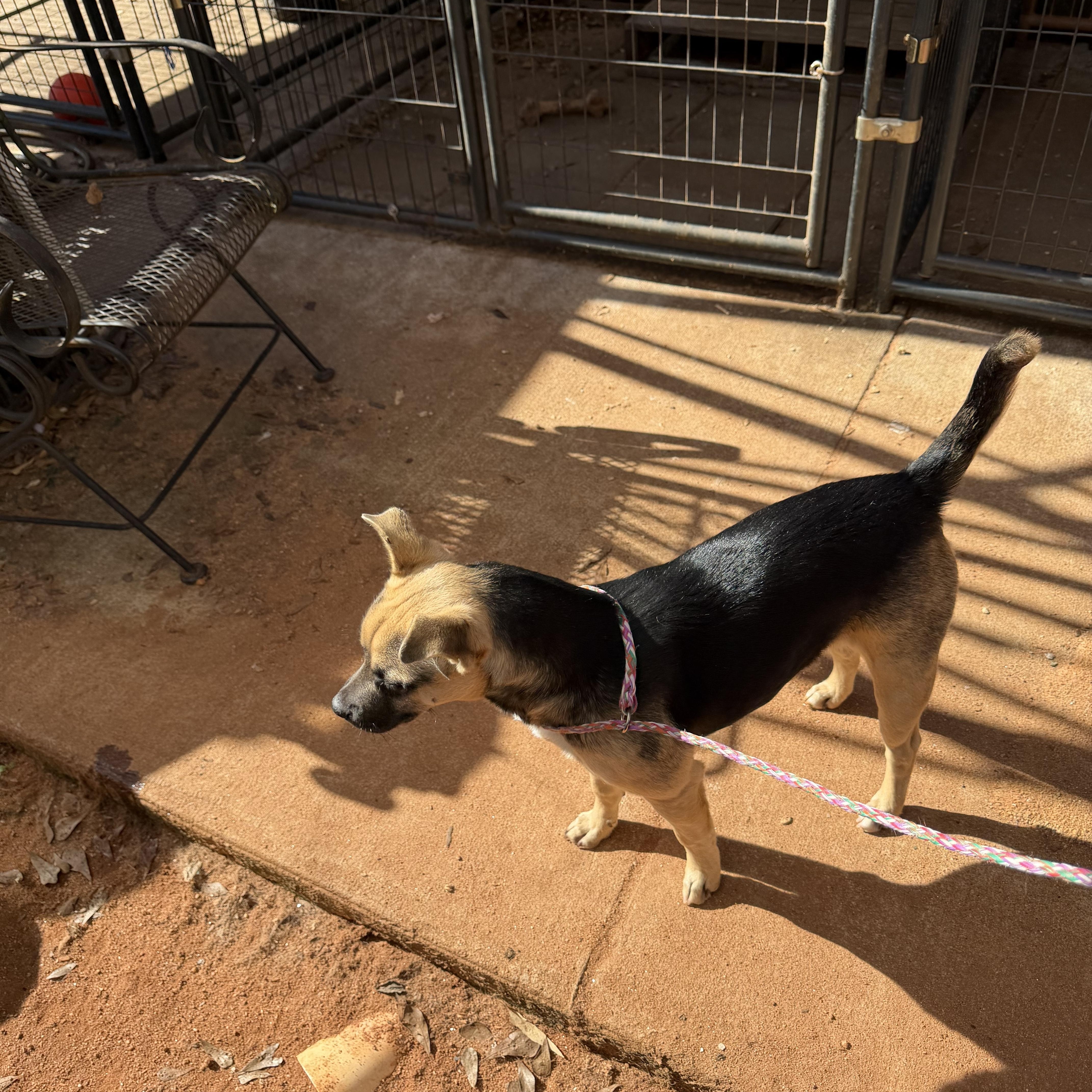 Enlarge Bonsai, a ADOPTABLE mixed breed in Newtown, CT image 5/6