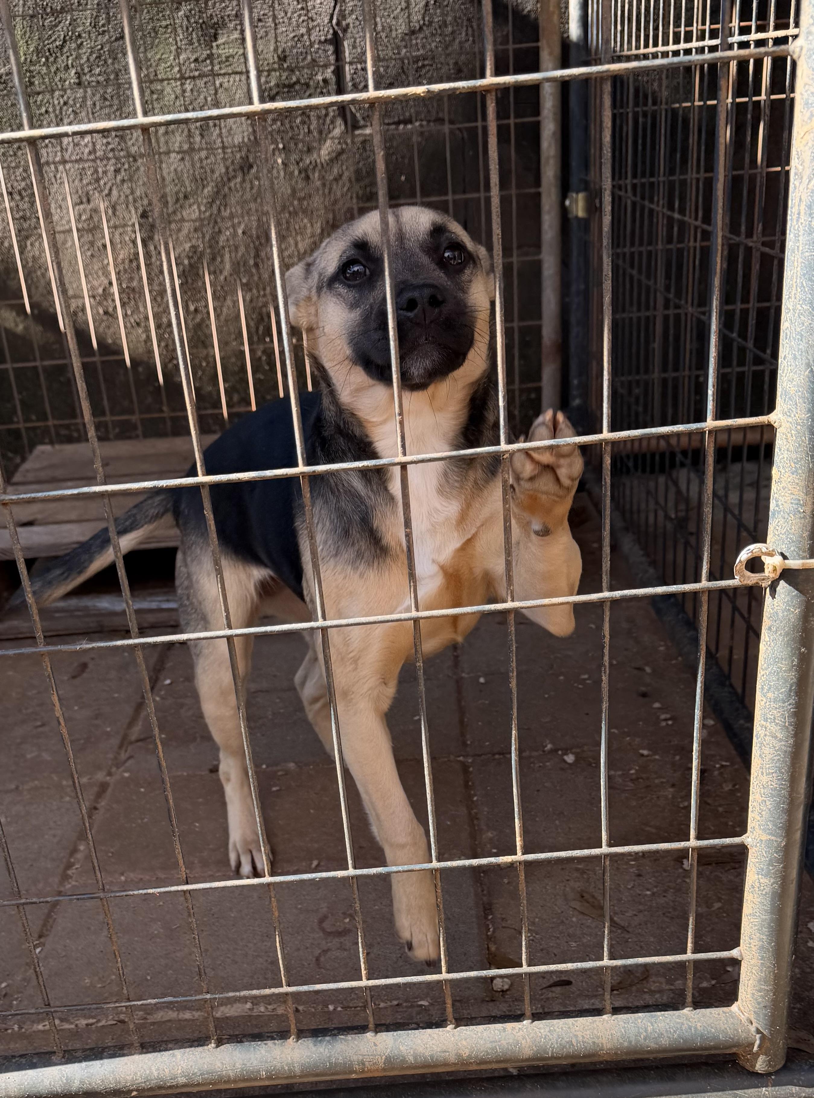 Enlarge Bonsai, a ADOPTABLE mixed breed in Newtown, CT image 2/6