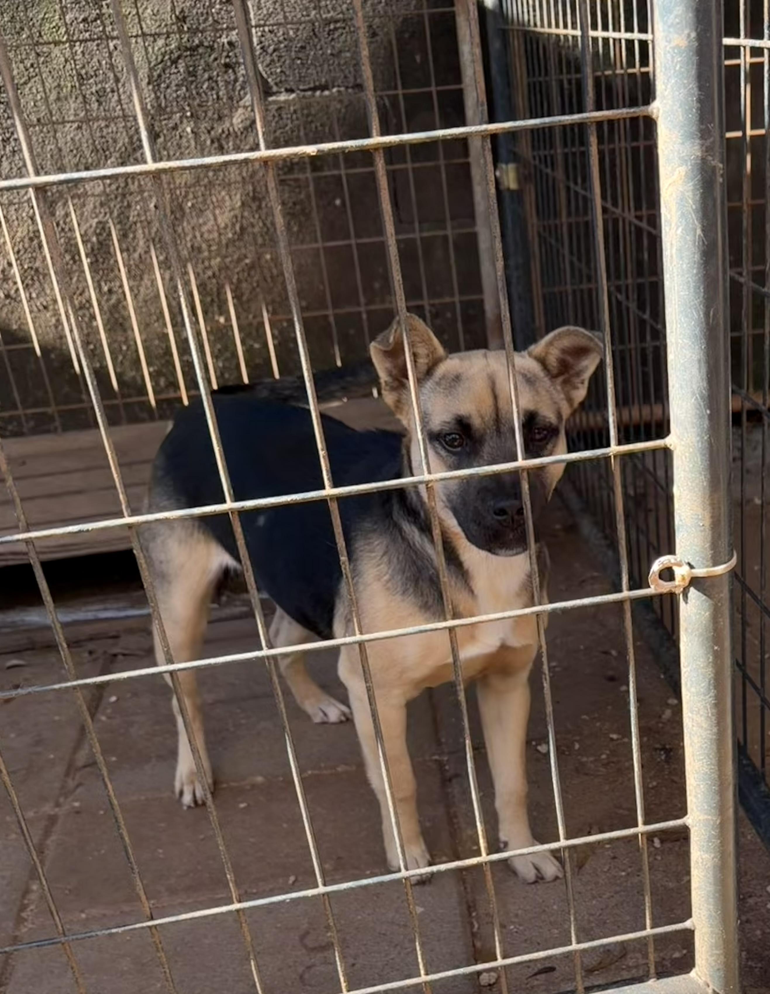 Enlarge Bonsai, a ADOPTABLE mixed breed in Newtown, CT image 3/6