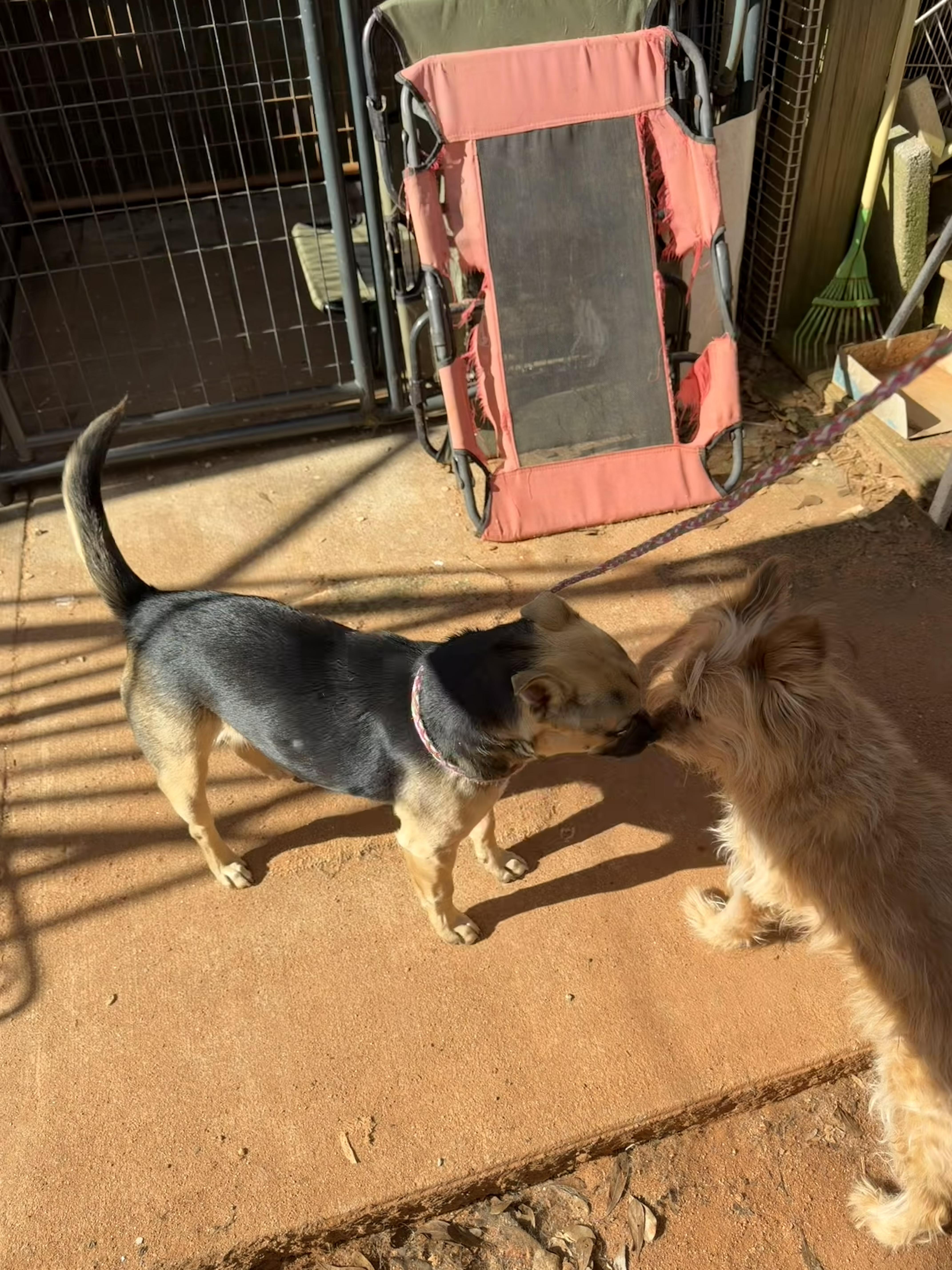 Enlarge Bonsai, a ADOPTABLE mixed breed in Newtown, CT image 4/6