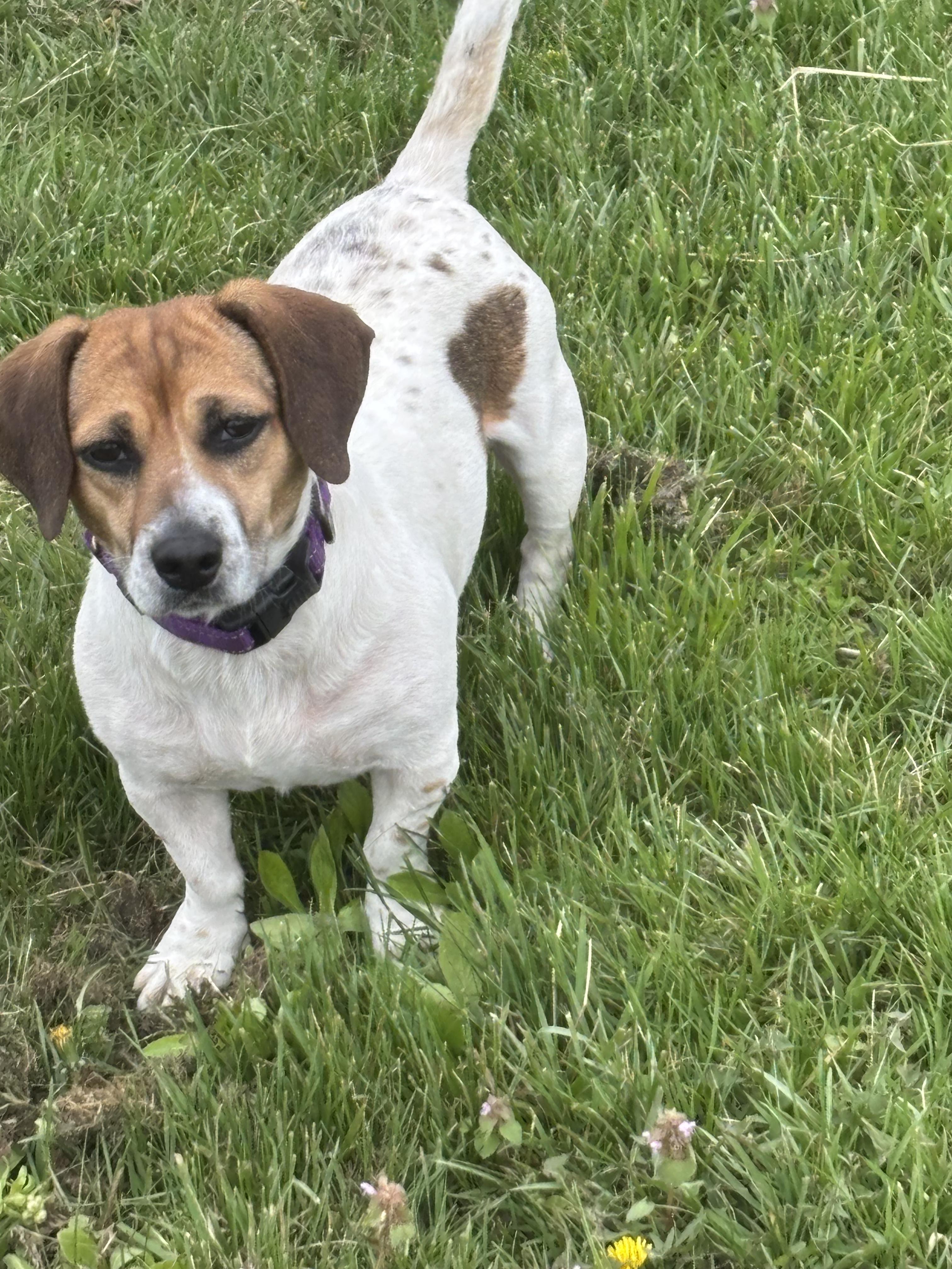 Jazzy, ADOPTABLE, Adult Female Basset Hound & Beagle.