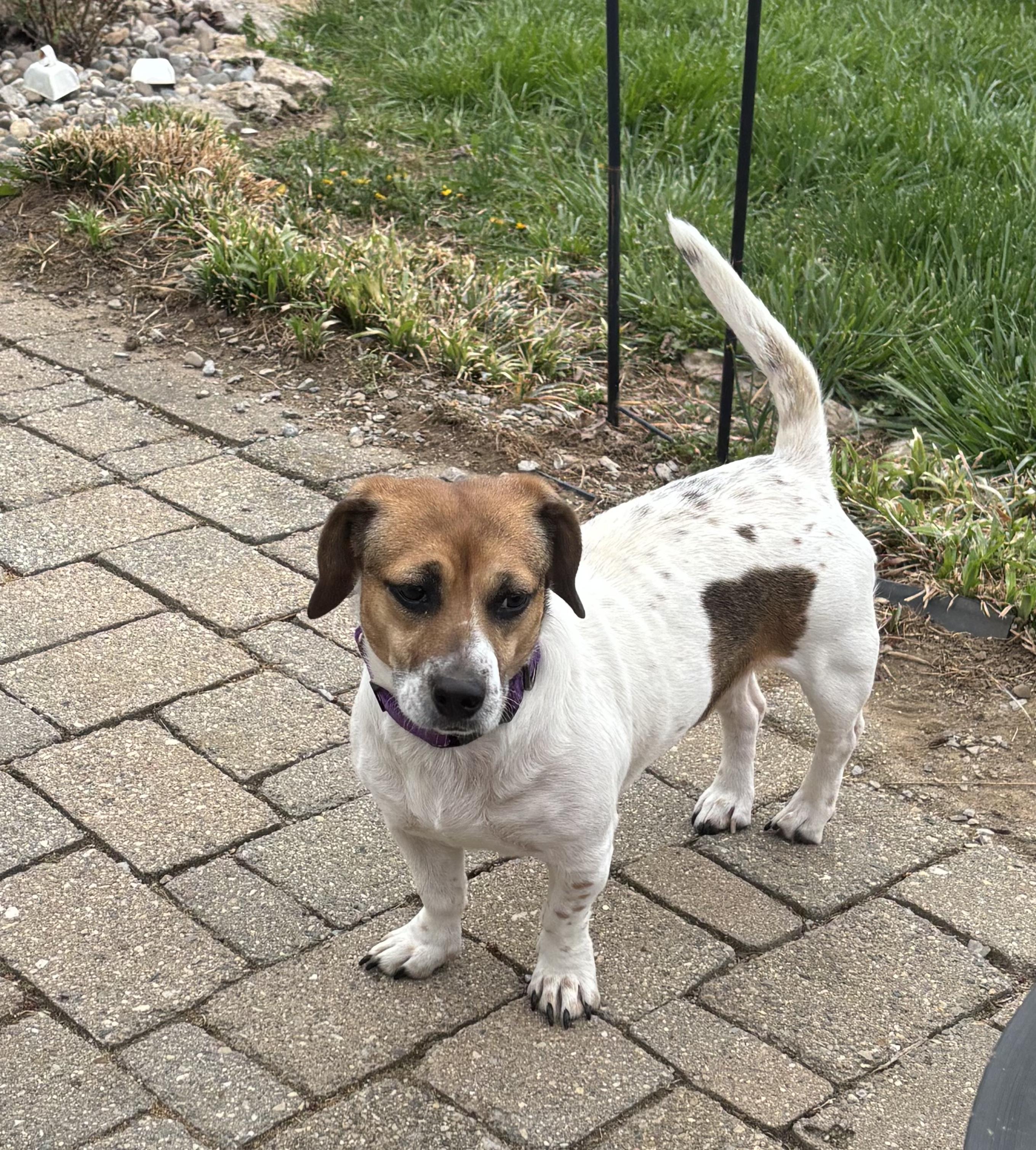 Enlarge Jazzy, a ADOPTABLE mixed breed in Lexington, KY image 2/5