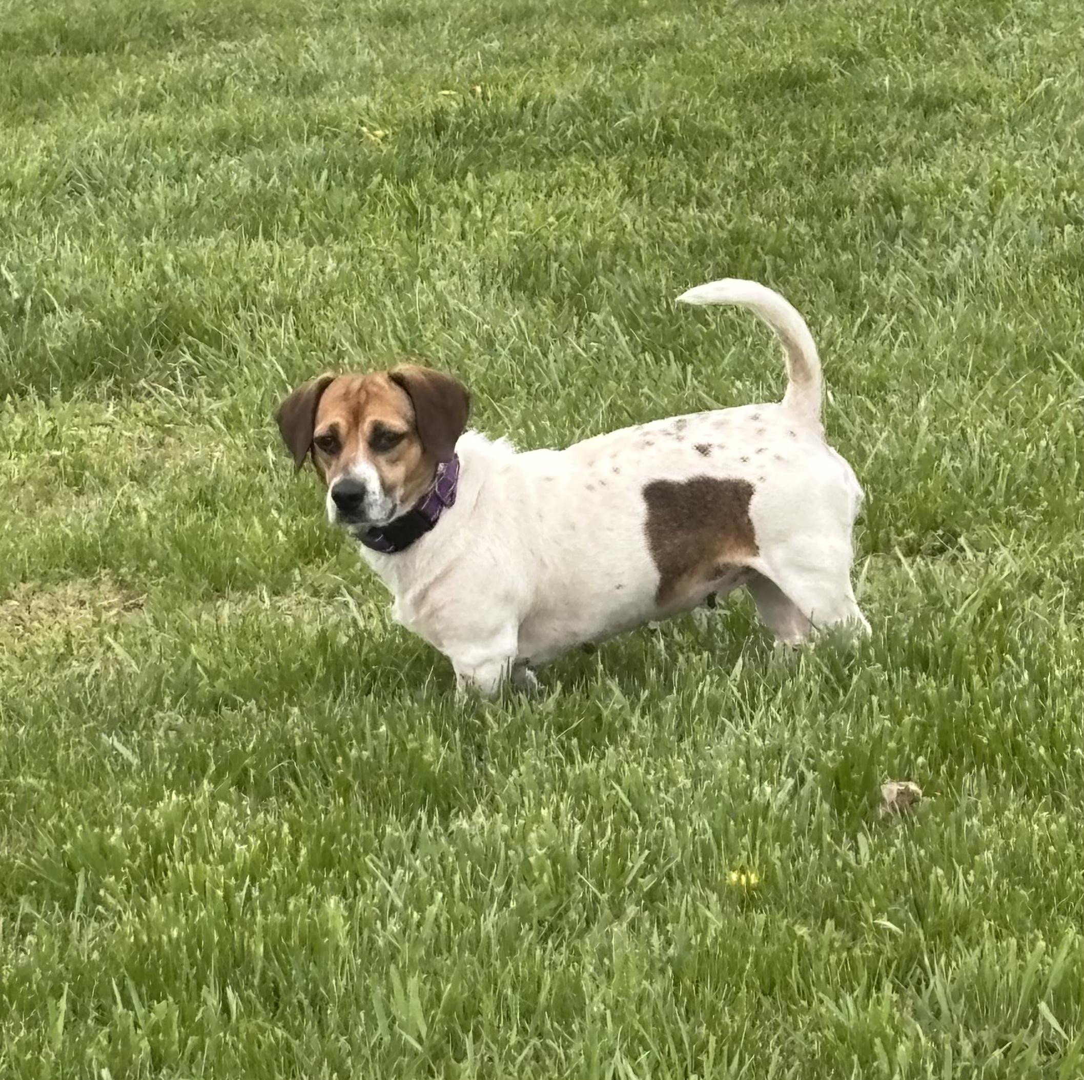 Enlarge Jazzy, a ADOPTABLE mixed breed in Lexington, KY image 4/5