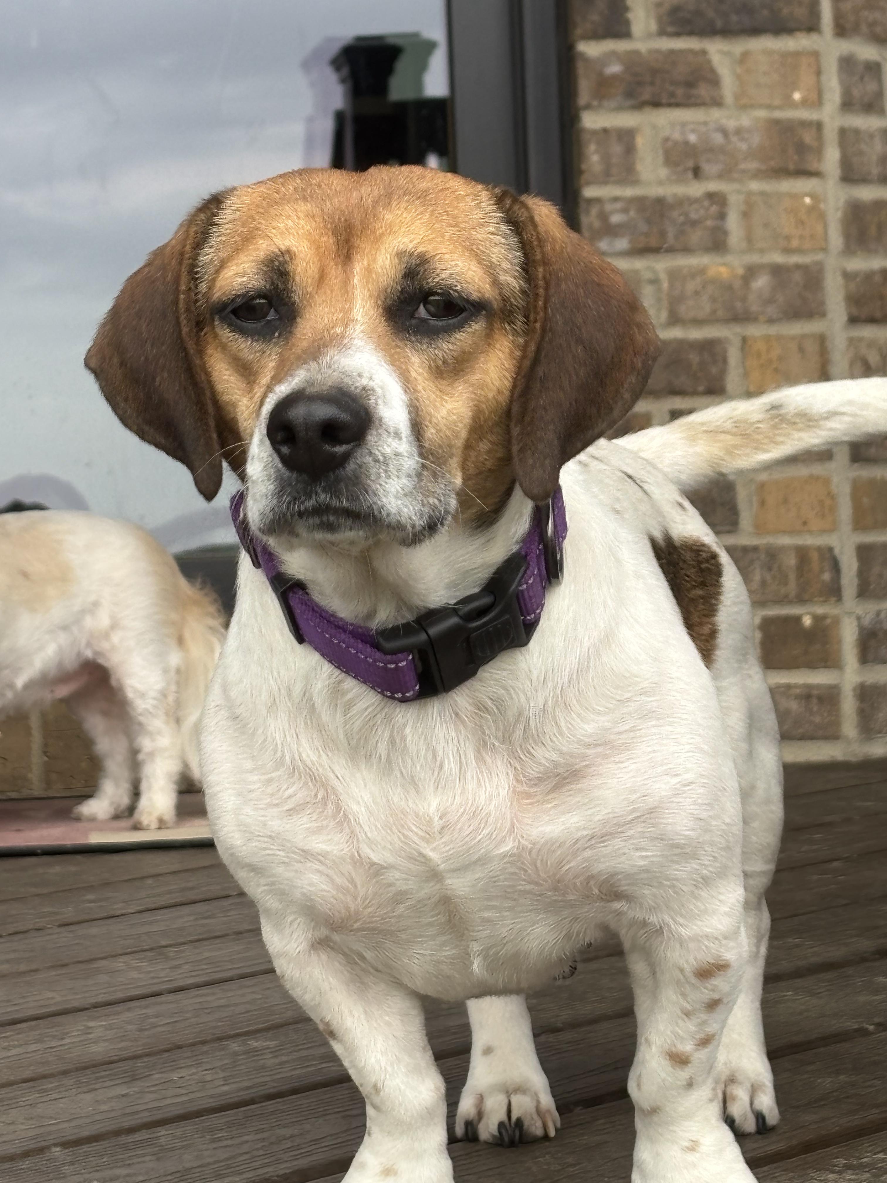 Enlarge Jazzy, a ADOPTABLE mixed breed in Lexington, KY image 3/5