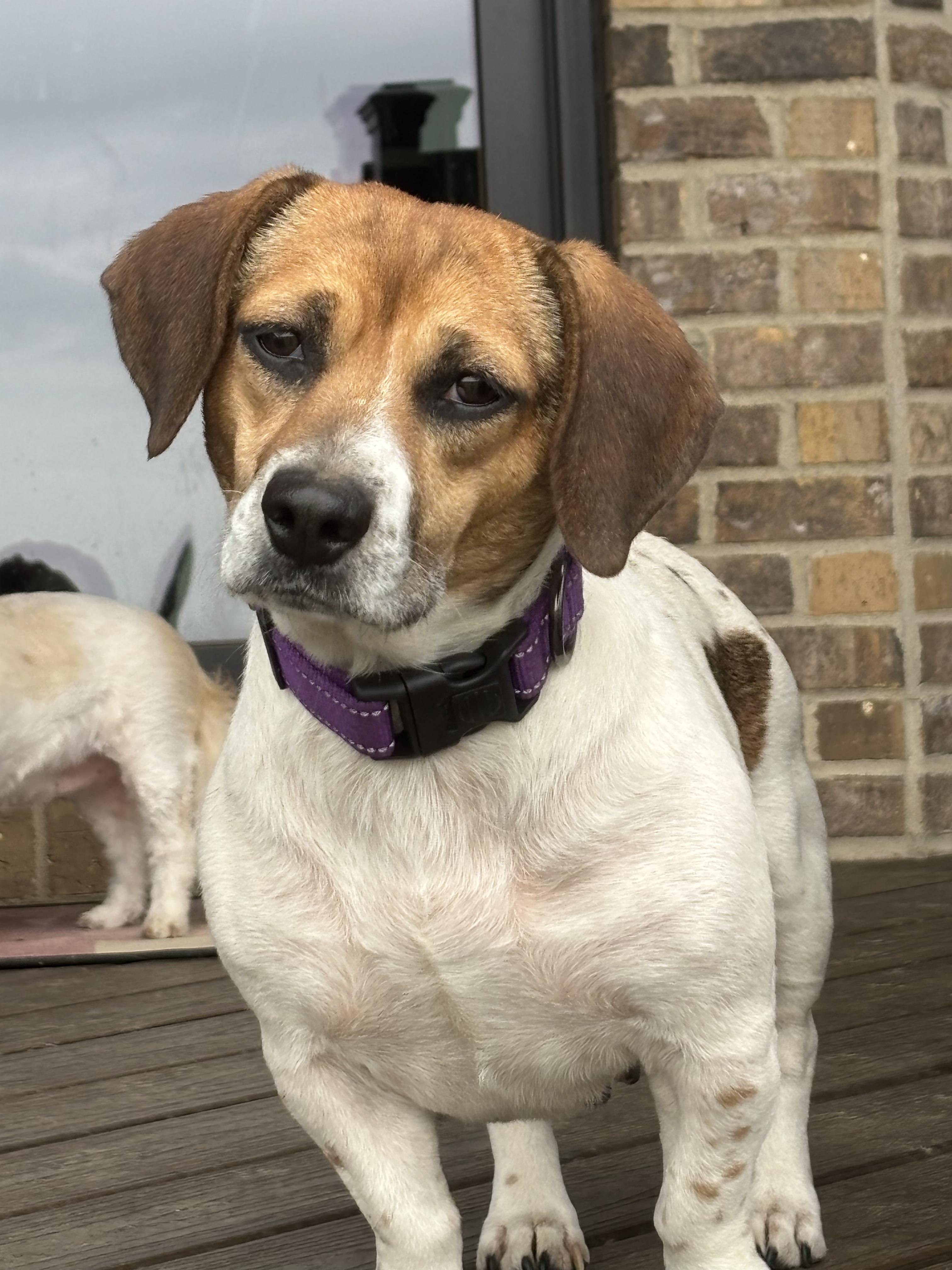 Enlarge Jazzy, a ADOPTABLE mixed breed in Lexington, KY image 5/5