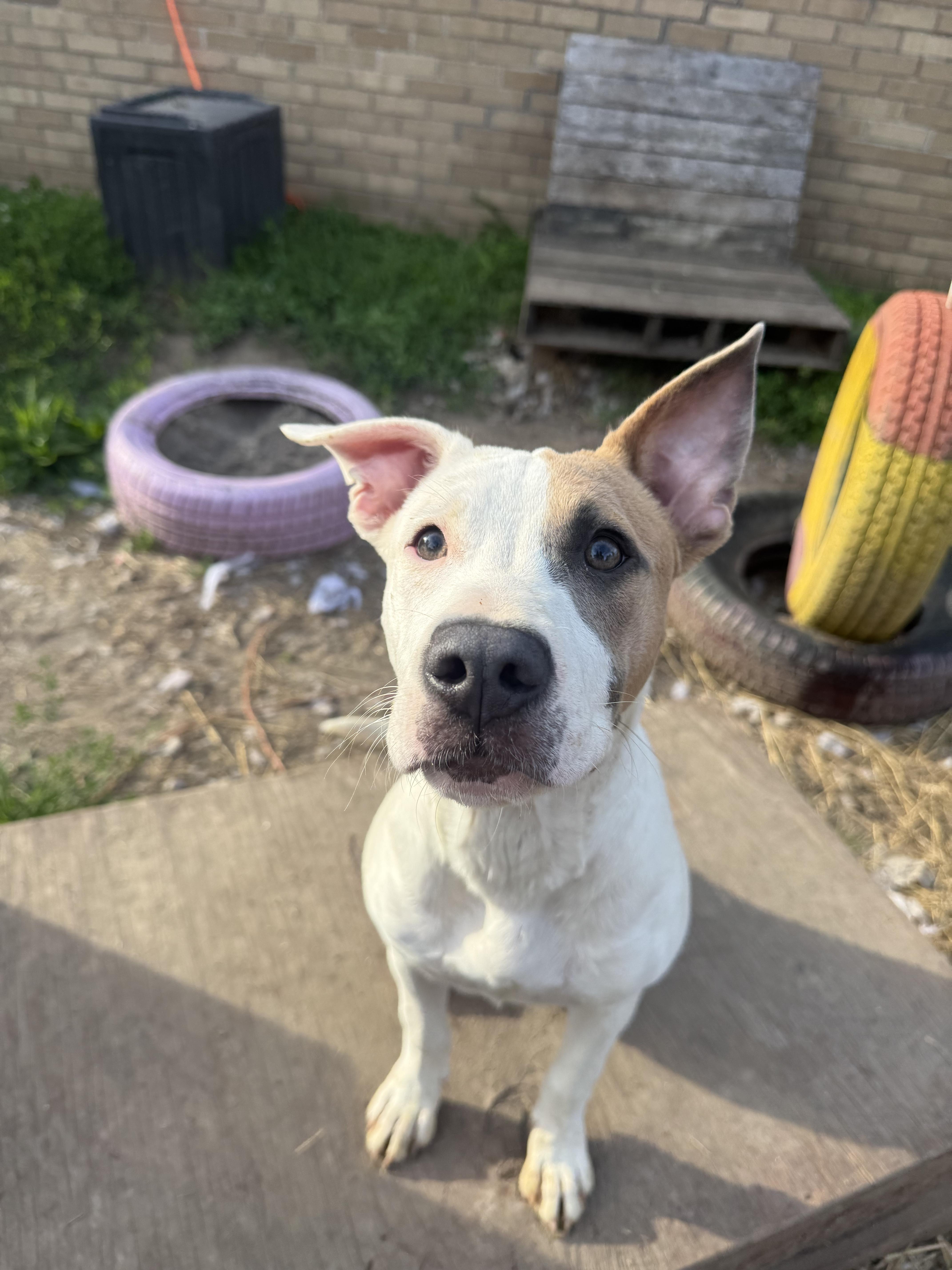 Clementine, an adopted mixed breed in INDIANAPOLIS, IN image 5/6