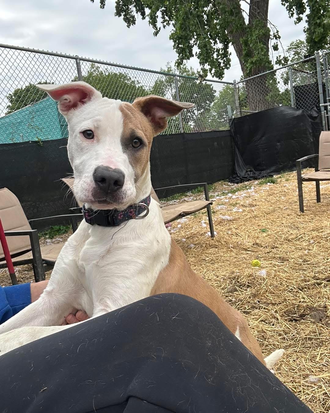 Clementine, an adopted mixed breed in INDIANAPOLIS, IN image 2/6
