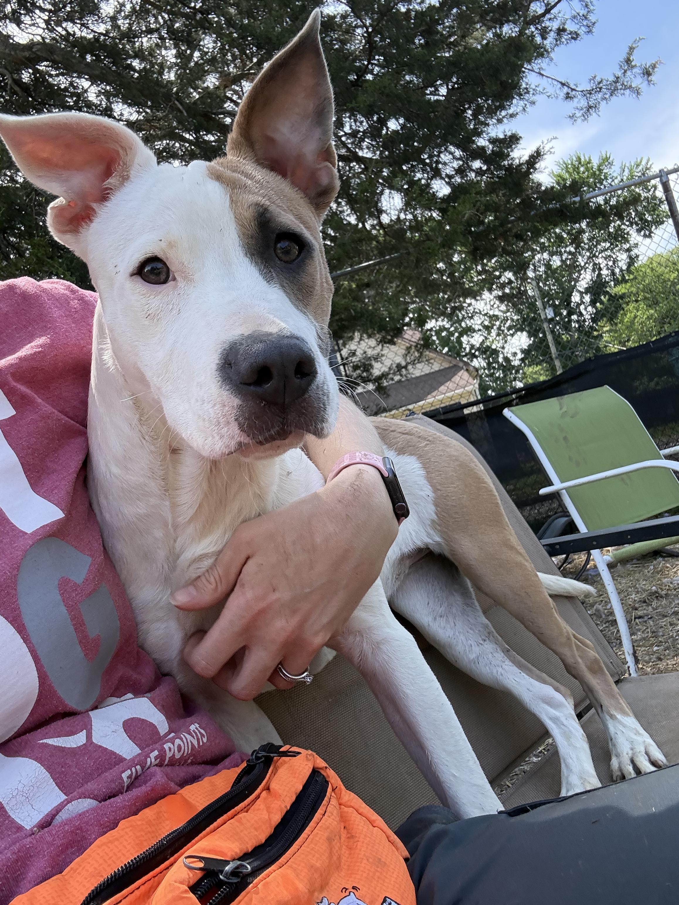 Clementine, an adopted mixed breed in INDIANAPOLIS, IN image 6/6