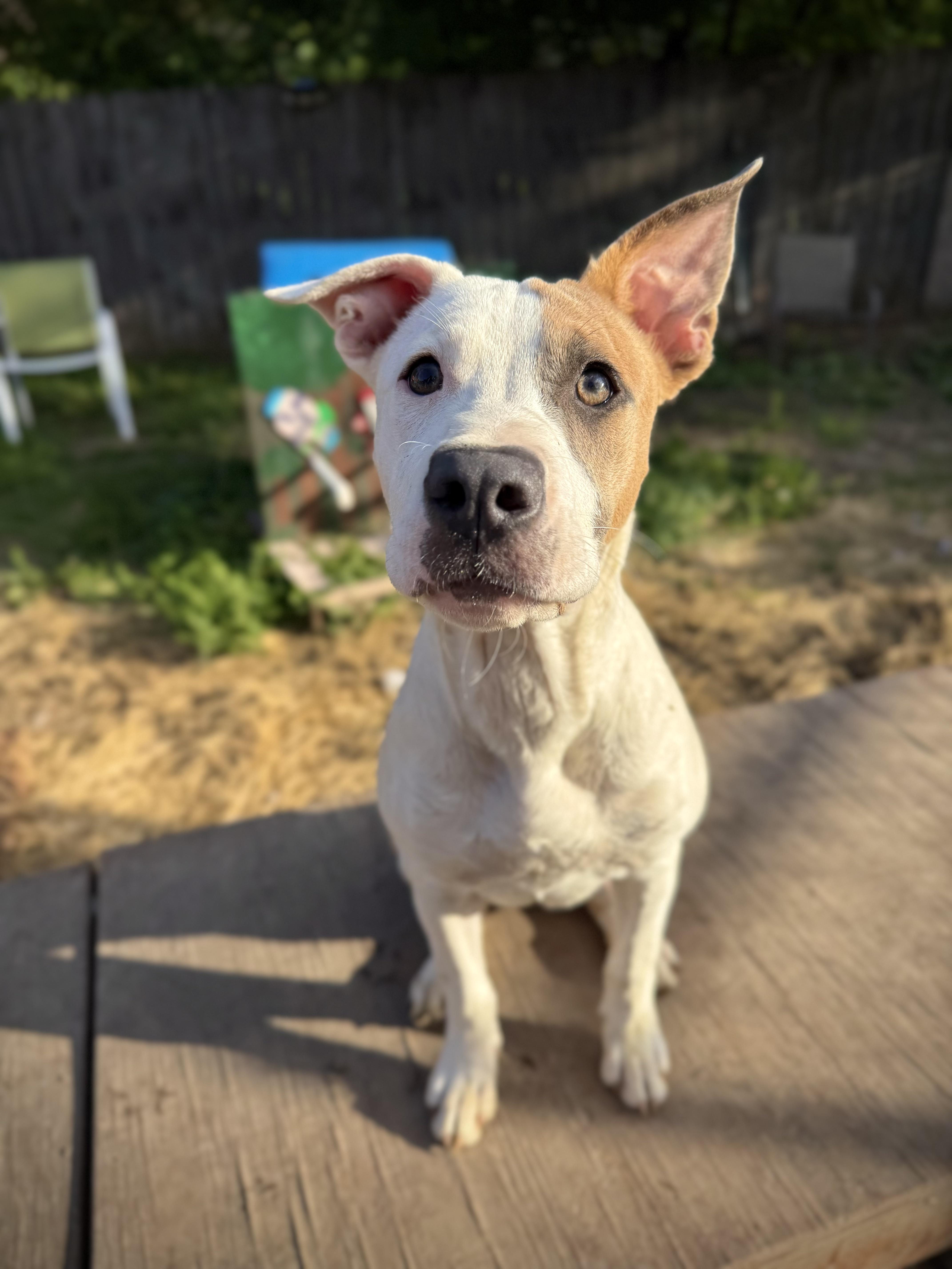 Clementine, adopted, Puppy Female Bull Terrier & Pit Bull Terrier.