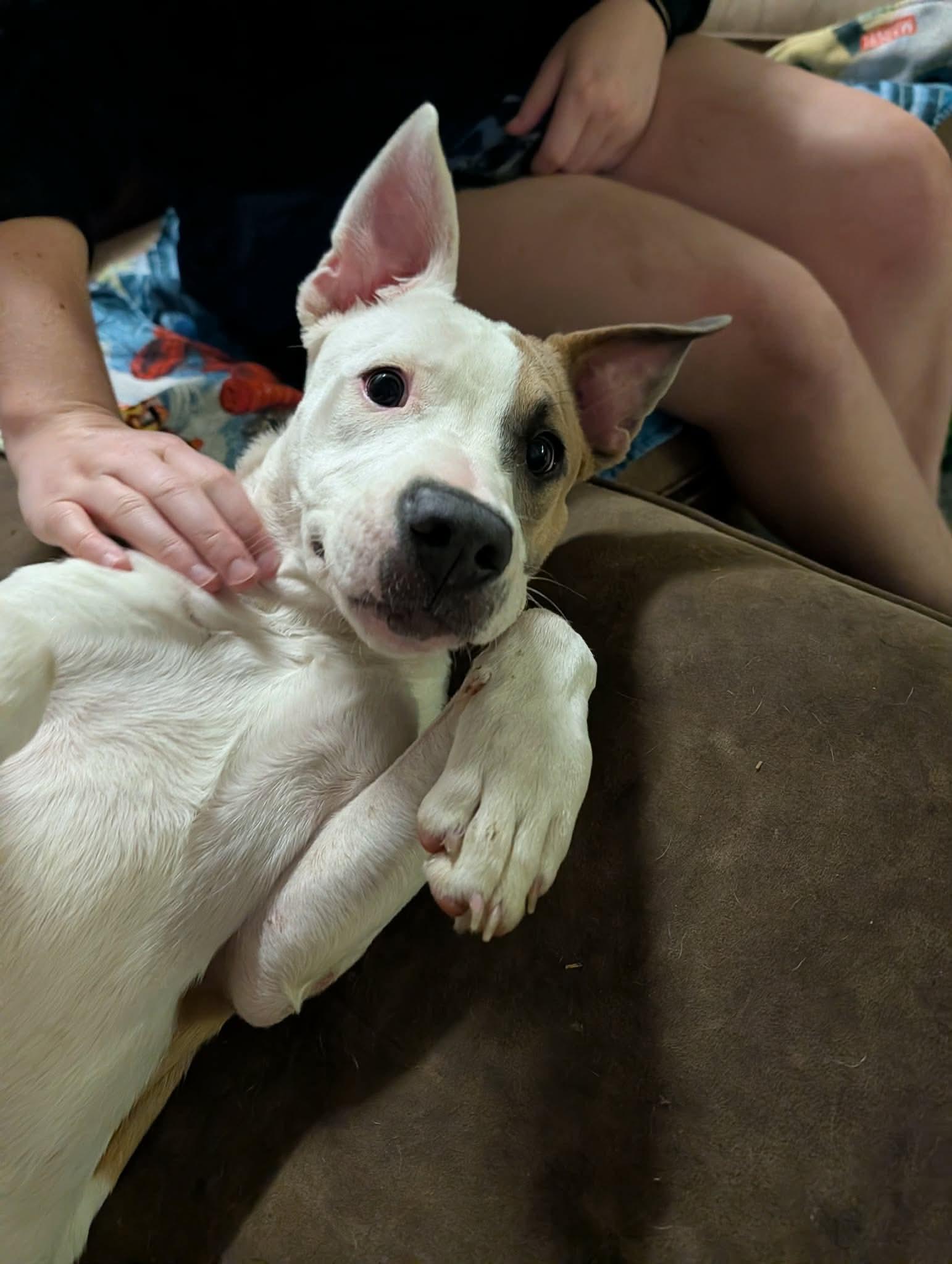 Clementine, an adopted mixed breed in INDIANAPOLIS, IN image 4/6