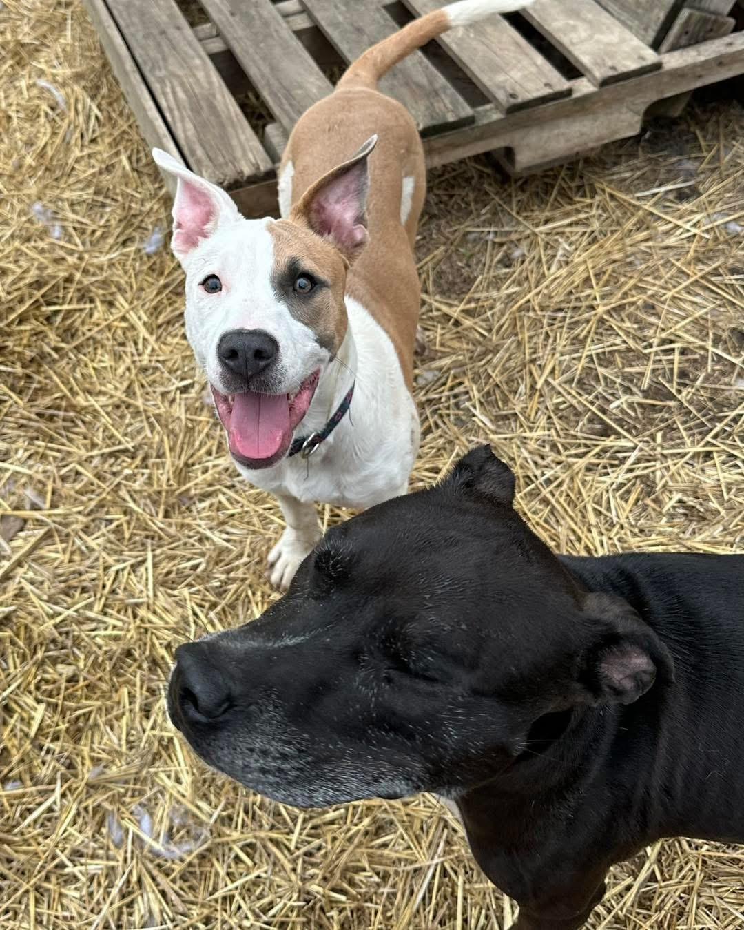 Clementine, an adopted mixed breed in INDIANAPOLIS, IN image 3/6