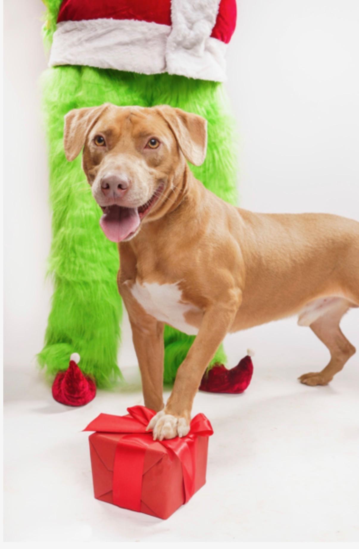 Frankie, ADOPTABLE, Young Male Labrador Retriever & American Staffordshire Terrier.