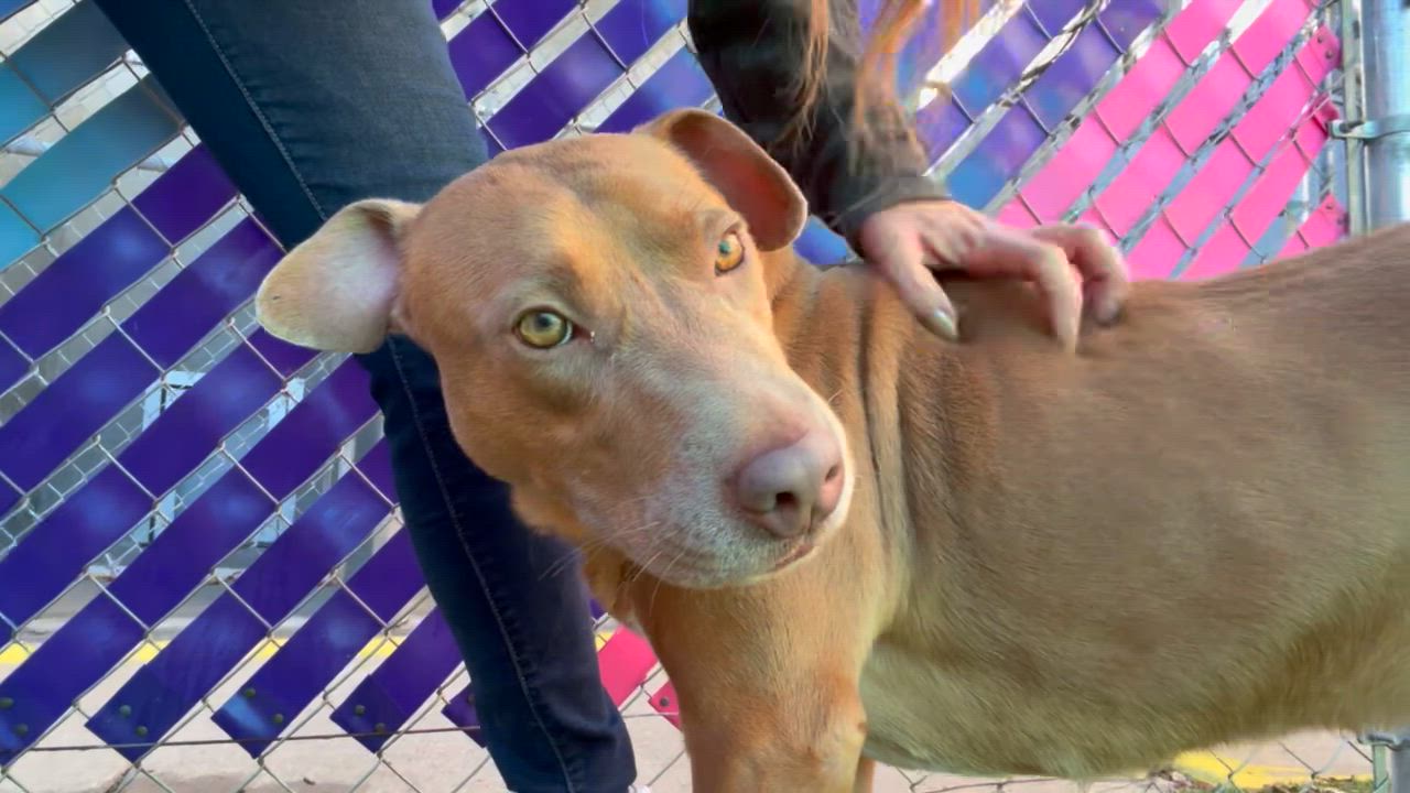 Enlarge Frankie, a ADOPTABLE mixed breed in Saratoga Springs, NY video 2/3