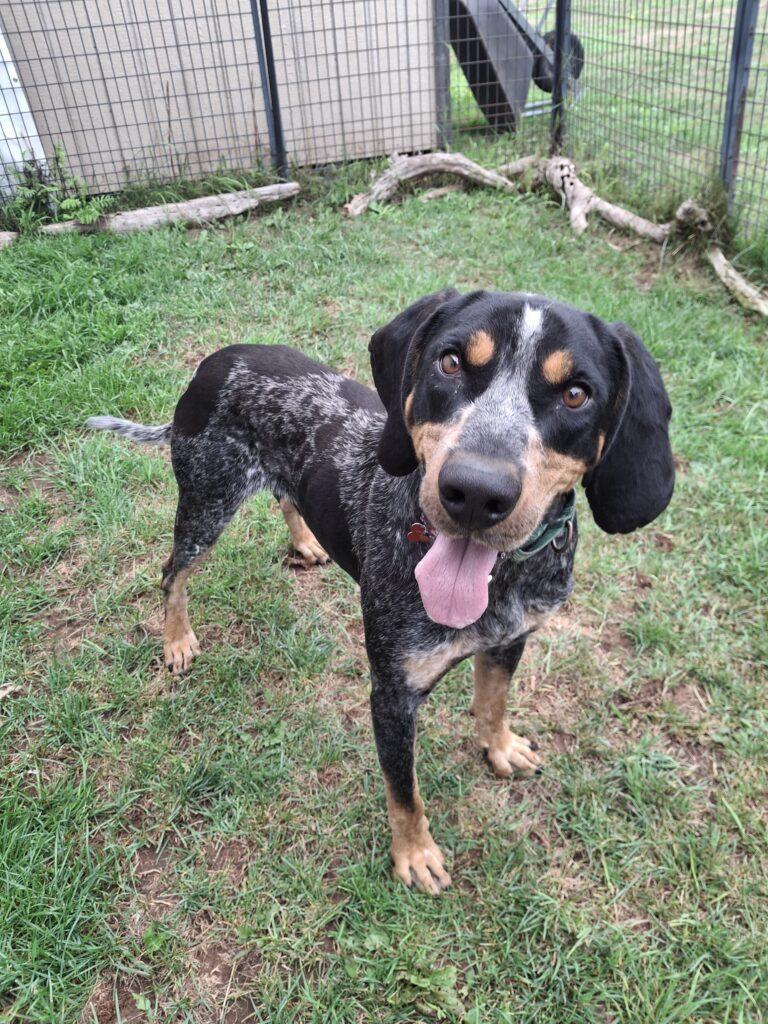 SPIDER, Adoptable, Adult Male Bluetick Coonhound.