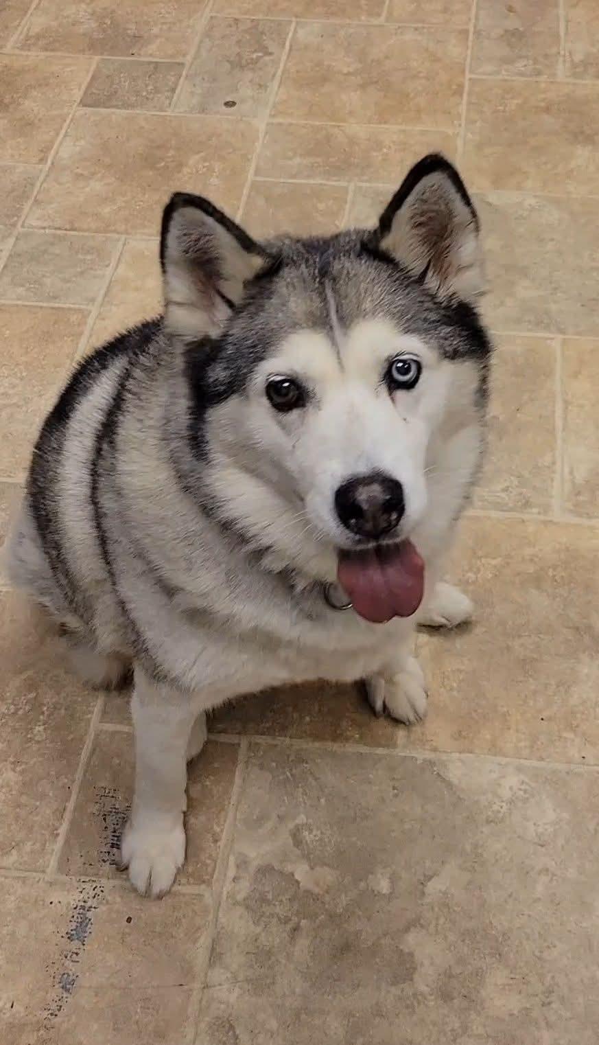 Millie Vanili, Adoptable, Adult Female Alaskan Malamute.