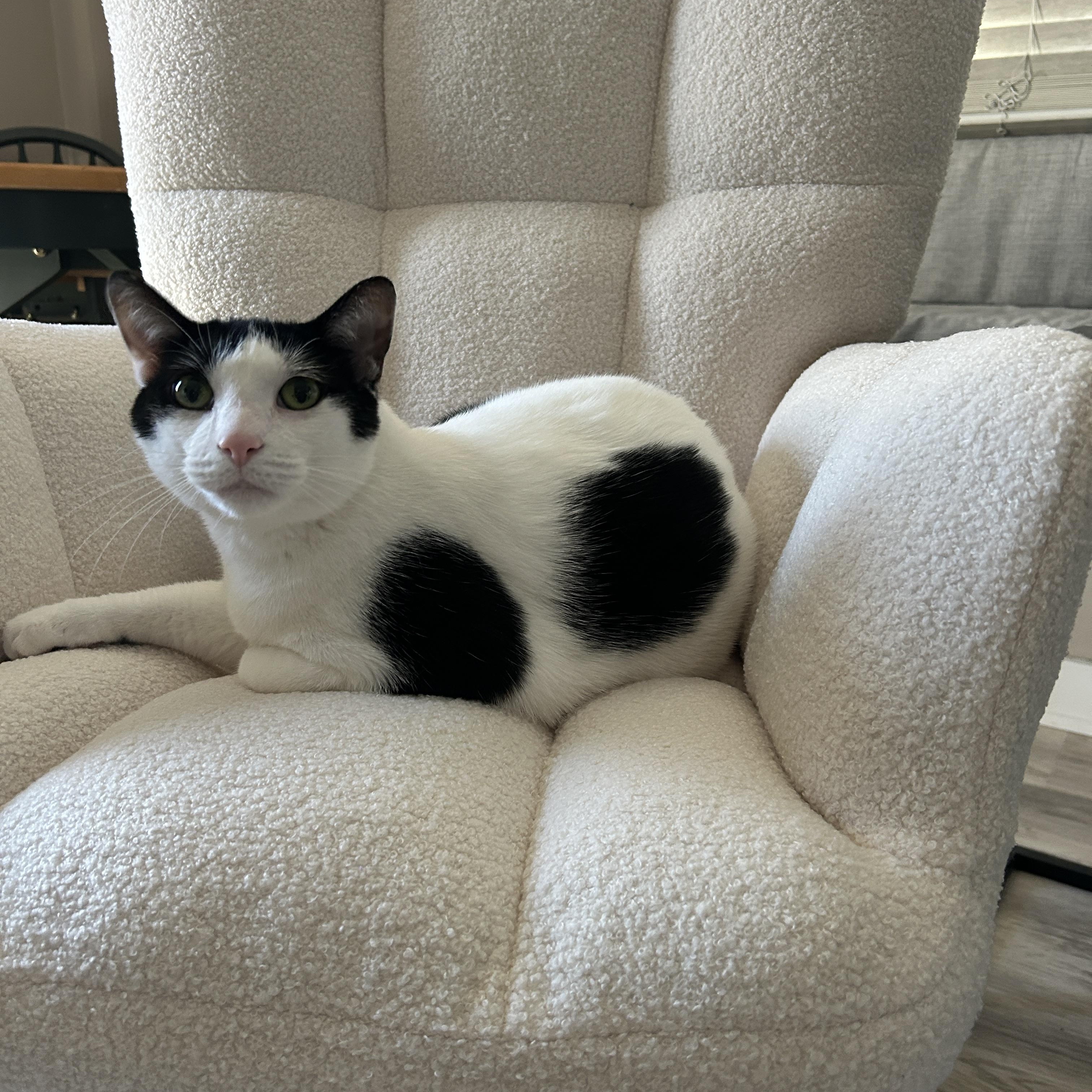 Ralphie, Adoptable, Adult Male Domestic Short Hair.
