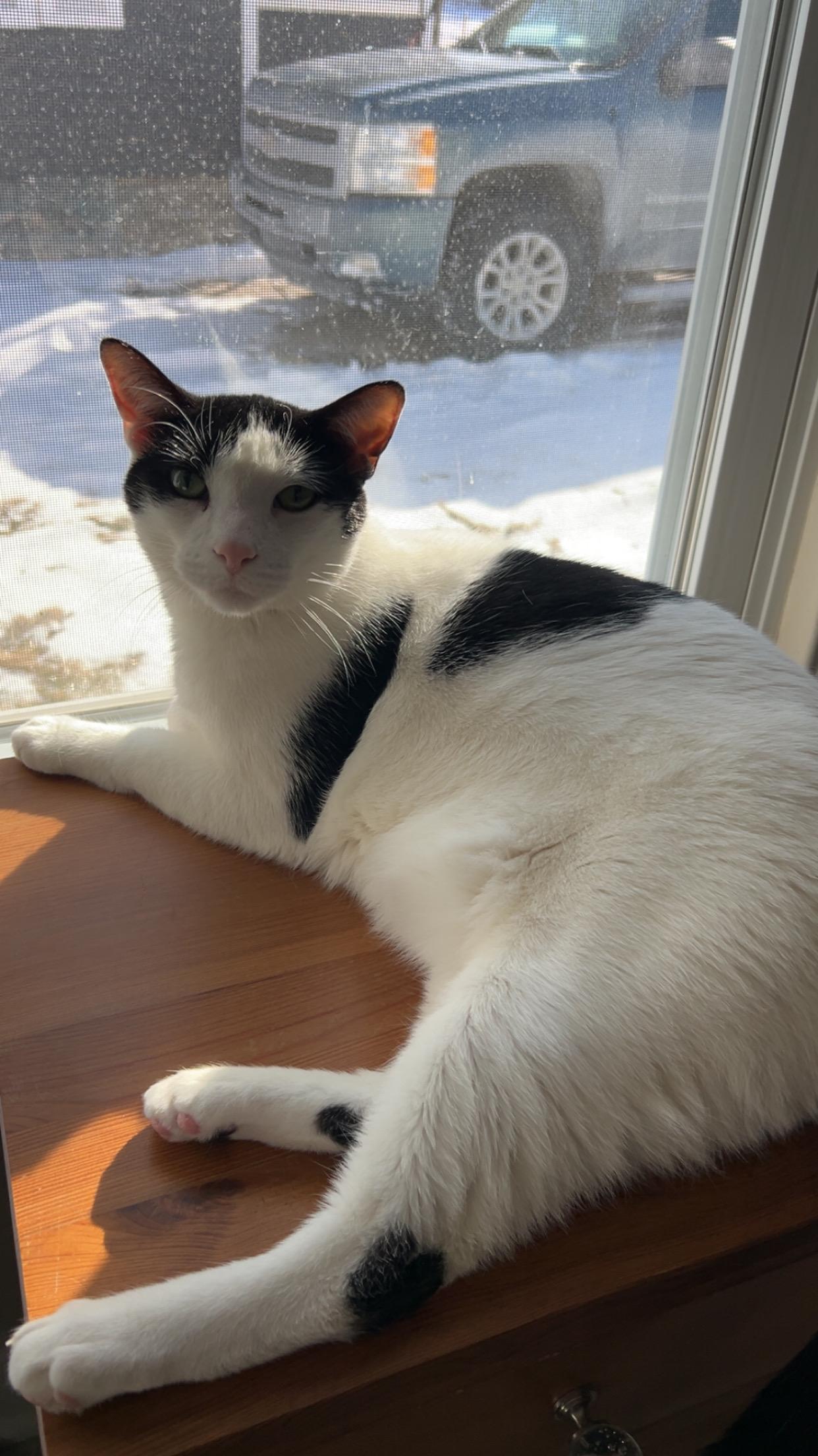Enlarge Ralphie, a Adoptable Domestic Short Hair in Detroit, MI image 3/4
