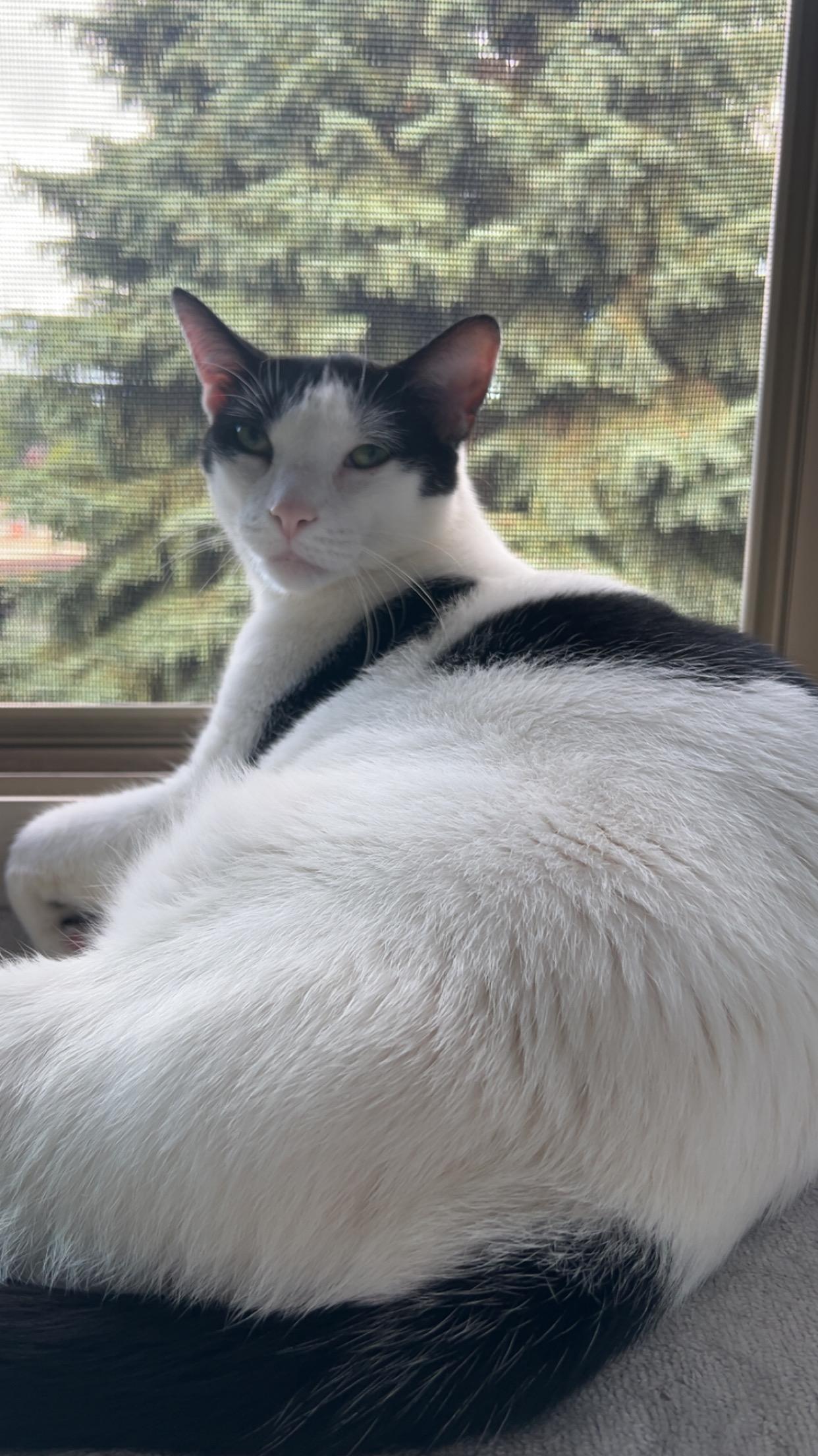 Enlarge Ralphie, a Adoptable Domestic Short Hair in Detroit, MI image 4/4