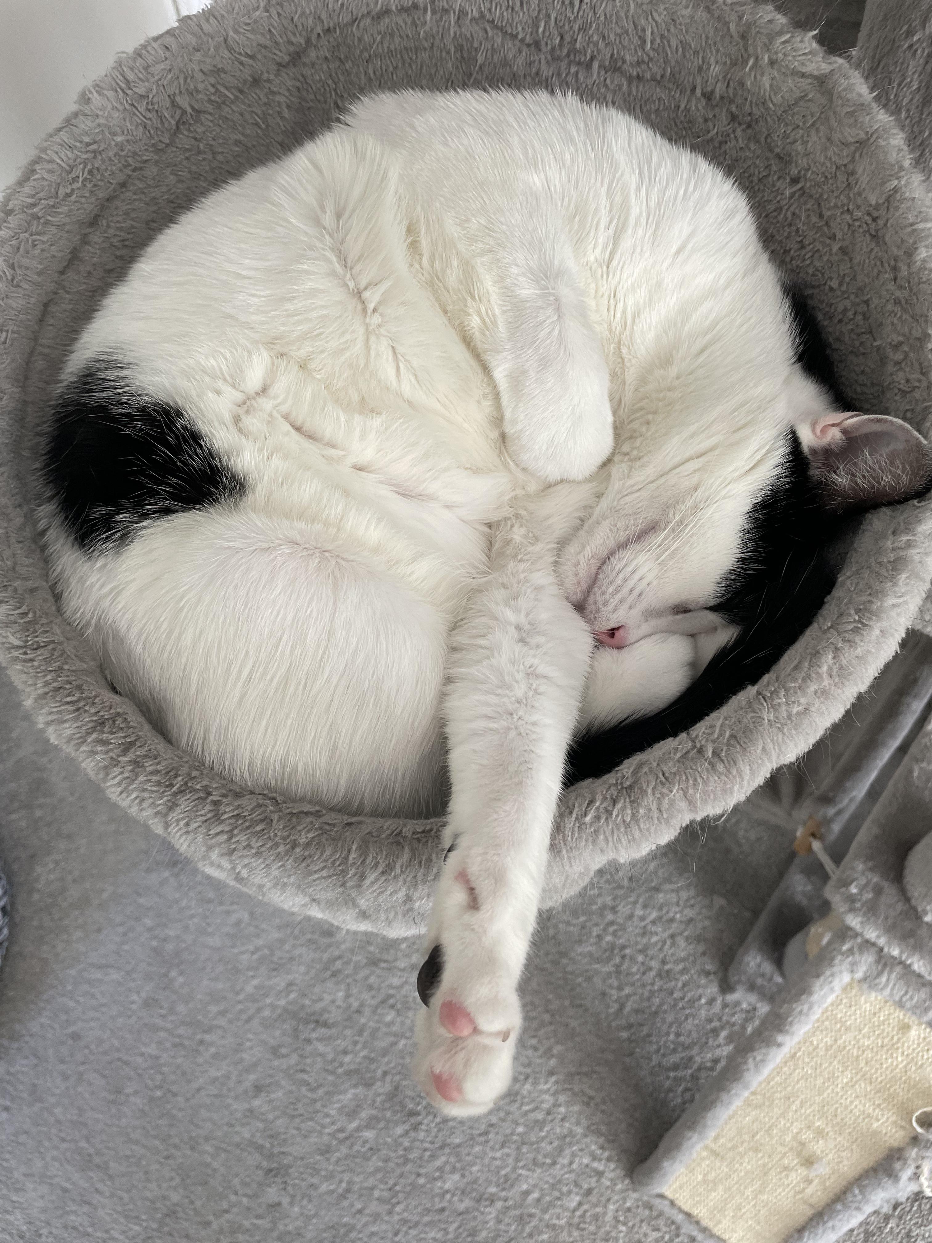 Enlarge Ralphie, a Adoptable Domestic Short Hair in Detroit, MI image 2/4