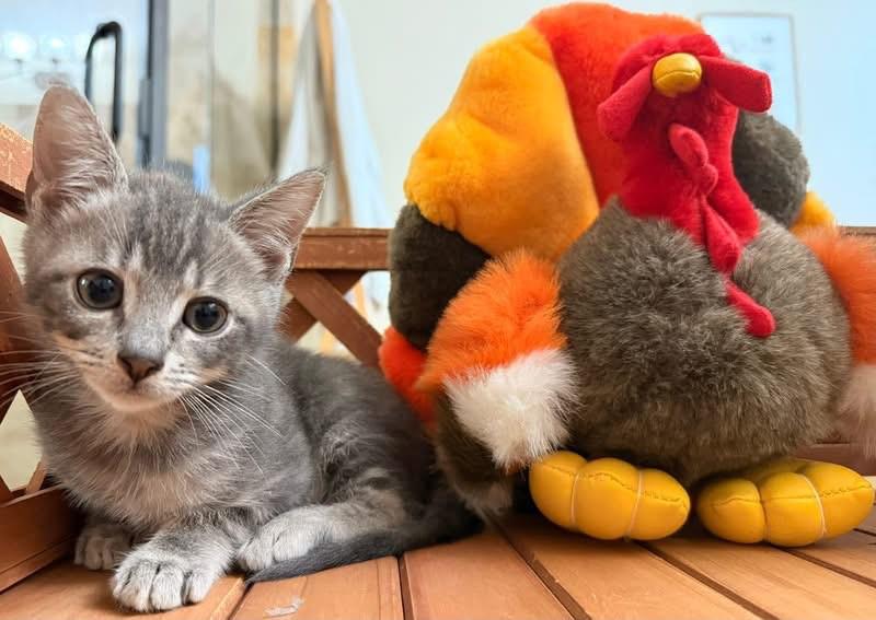 Enlarge Galaxy, a ADOPTABLE mixed breed in Lake Monroe, FL image 2/4