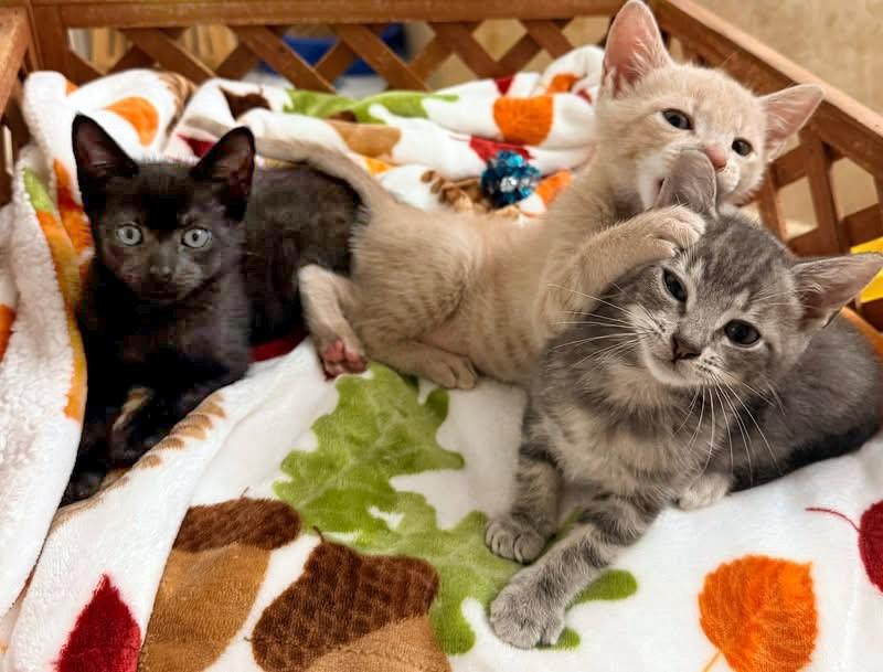 Enlarge Galaxy, a ADOPTABLE mixed breed in Lake Monroe, FL image 3/4