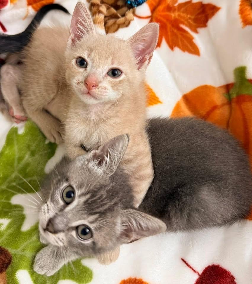 Enlarge Galaxy, a ADOPTABLE mixed breed in Lake Monroe, FL image 4/4