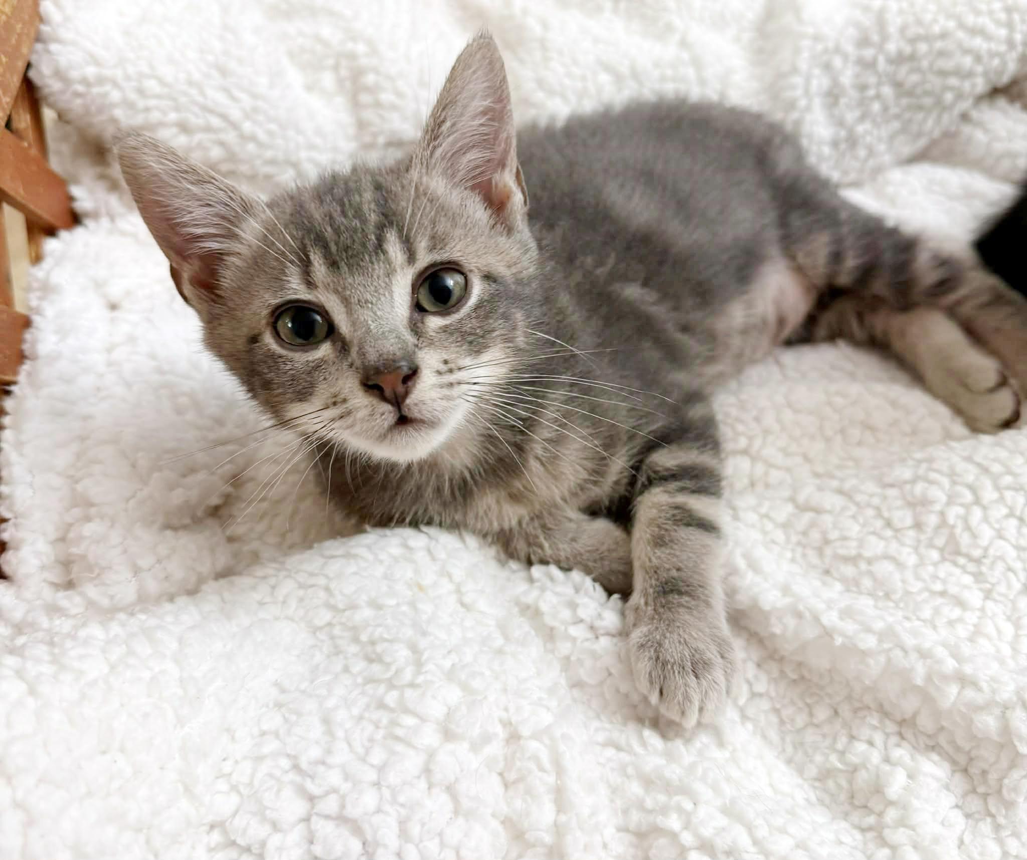 Enlarge Galaxy, a ADOPTABLE mixed breed in Lake Monroe, FL image 1/4