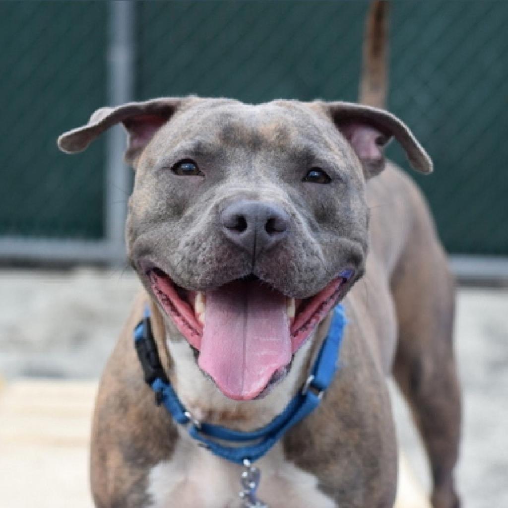 Gucci, a Adoptable Pit Bull Terrier in Oceanside, NY image 1/5