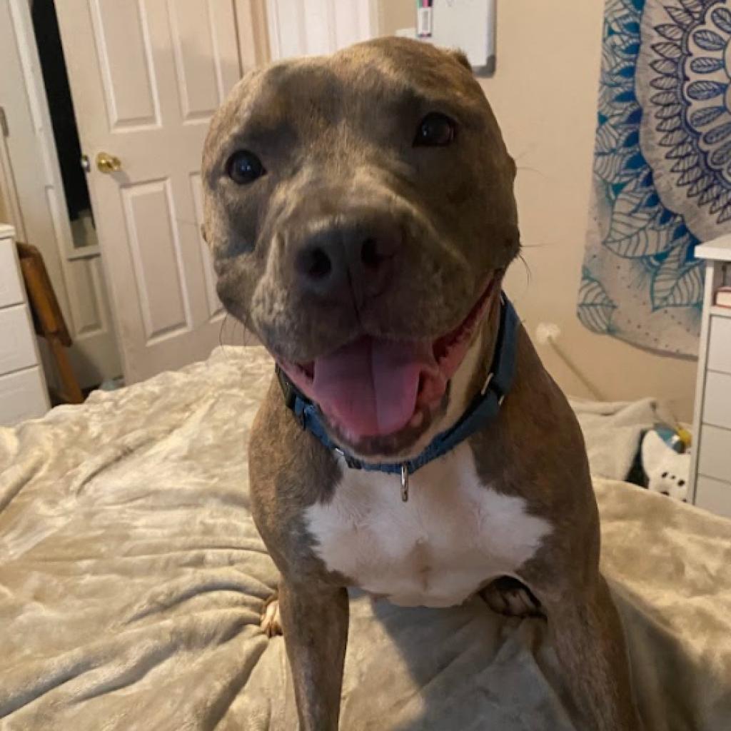 Gucci, a Adoptable Pit Bull Terrier in Oceanside, NY image 5/5