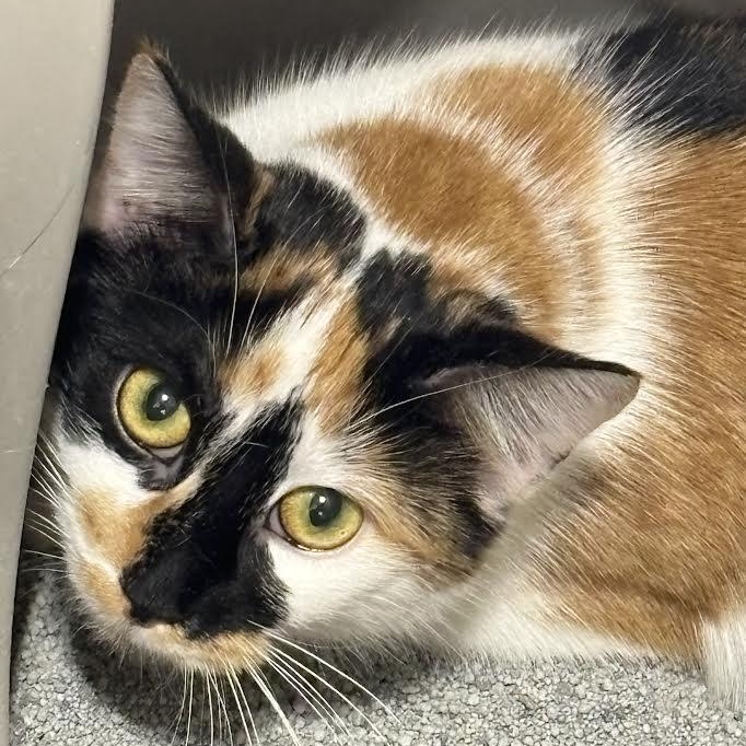 Marble, ADOPTABLE, Young Female American Shorthair.