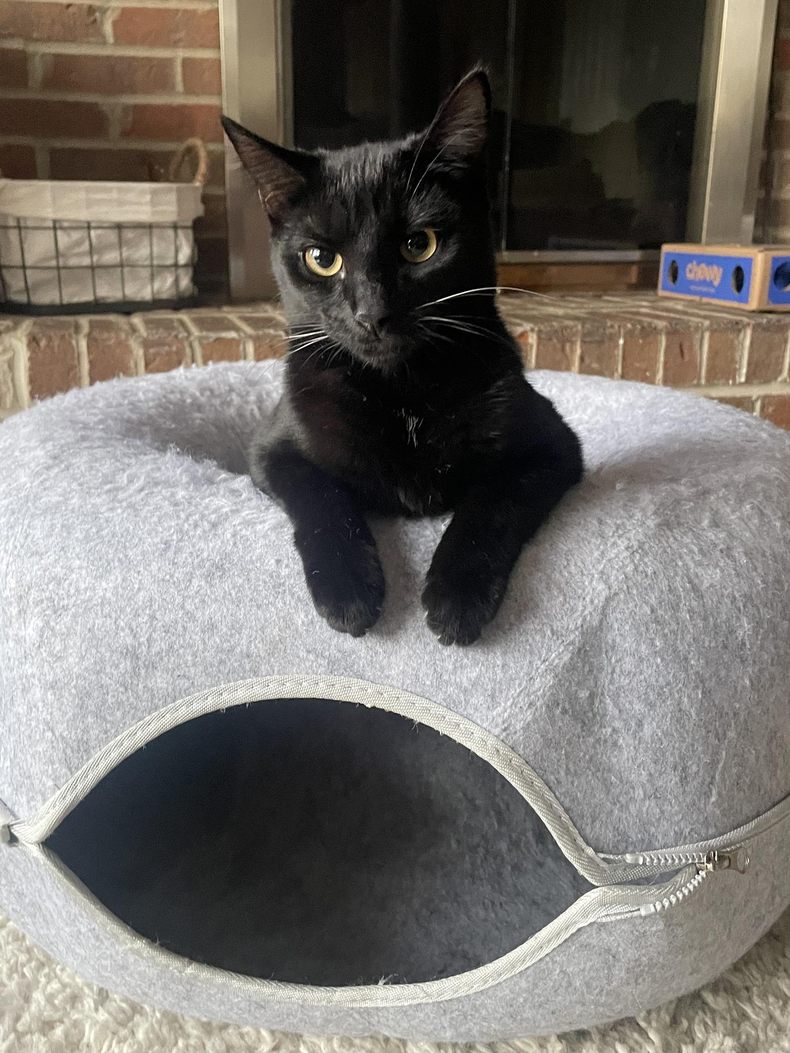 Lilah the Exotic little panther, a ADOPTABLE mixed breed in Taylor Mill, KY image 2/3