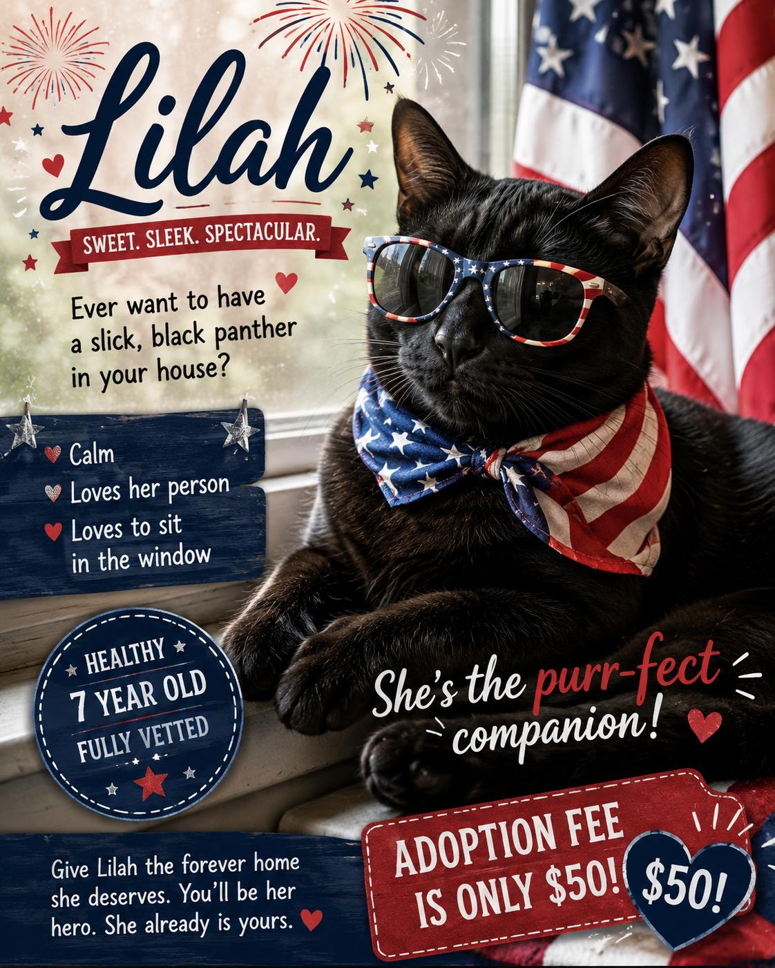 Lilah the Exotic little panther, a ADOPTABLE mixed breed in Taylor Mill, KY image 1/3