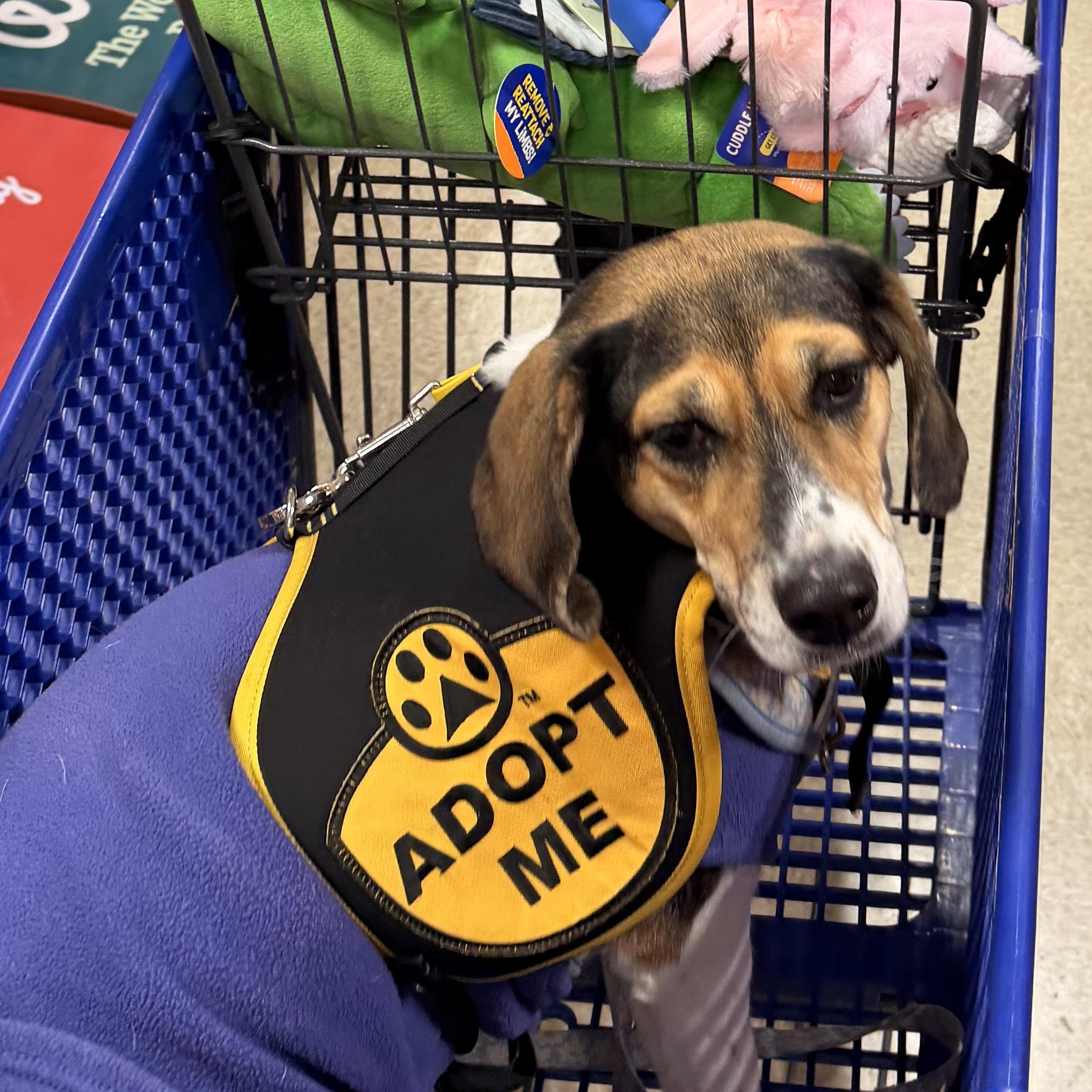 Enlarge Theodora *TEDDY*, a ADOPTABLE Beagle in Stamford, CT image 4/6