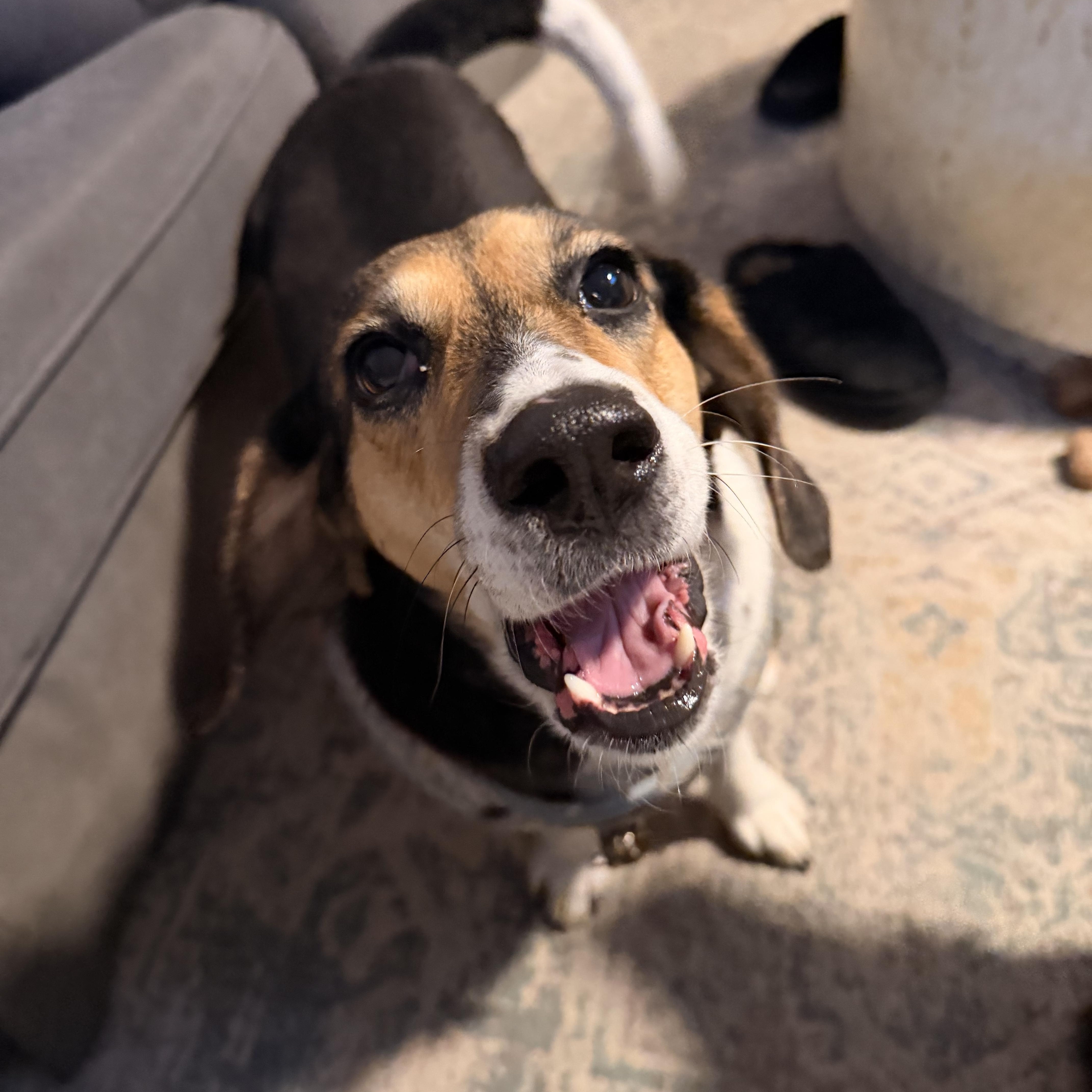 Enlarge Theodora *TEDDY*, a ADOPTABLE Beagle in Stamford, CT image 3/6