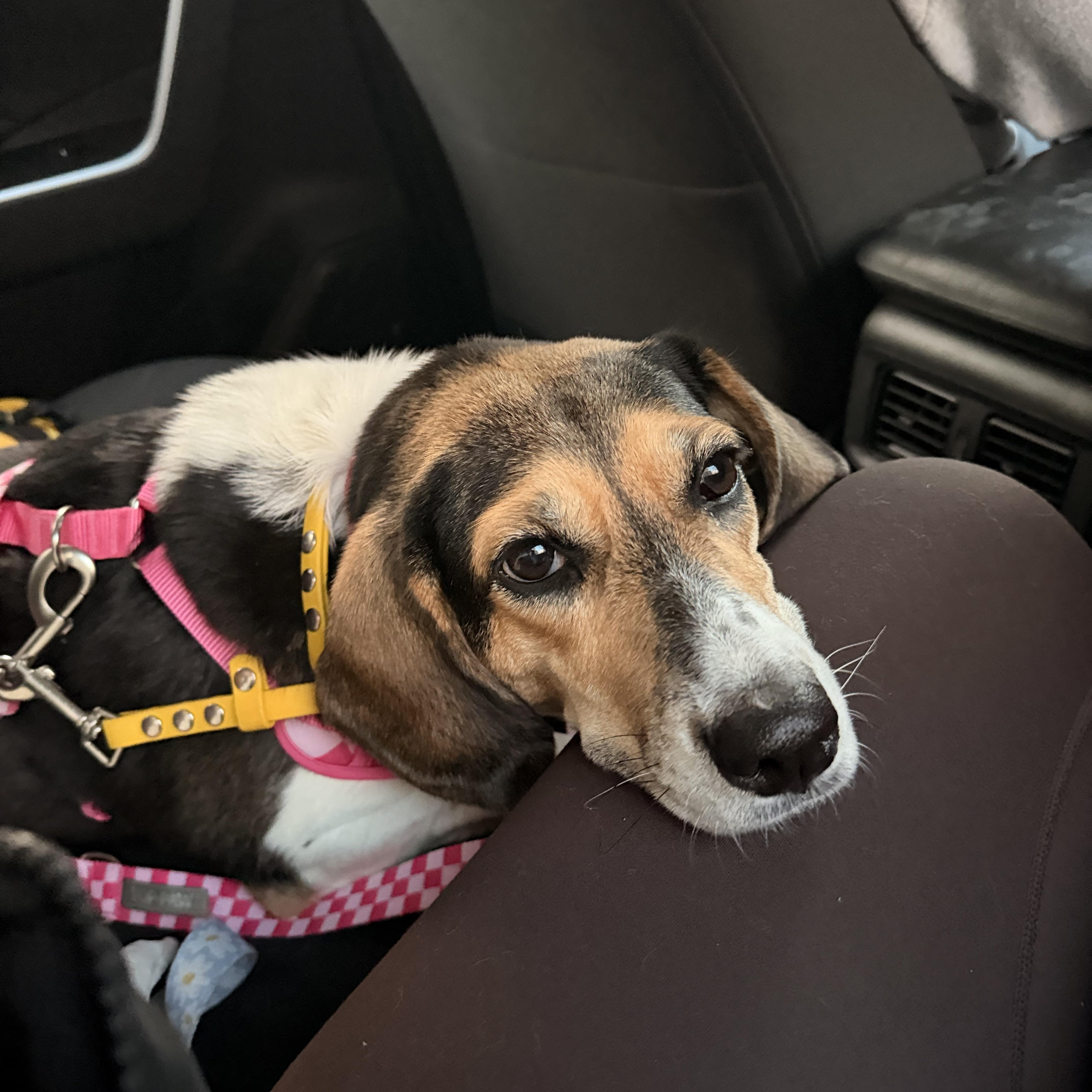 Enlarge Theodora *TEDDY*, a ADOPTABLE Beagle in Stamford, CT image 1/6