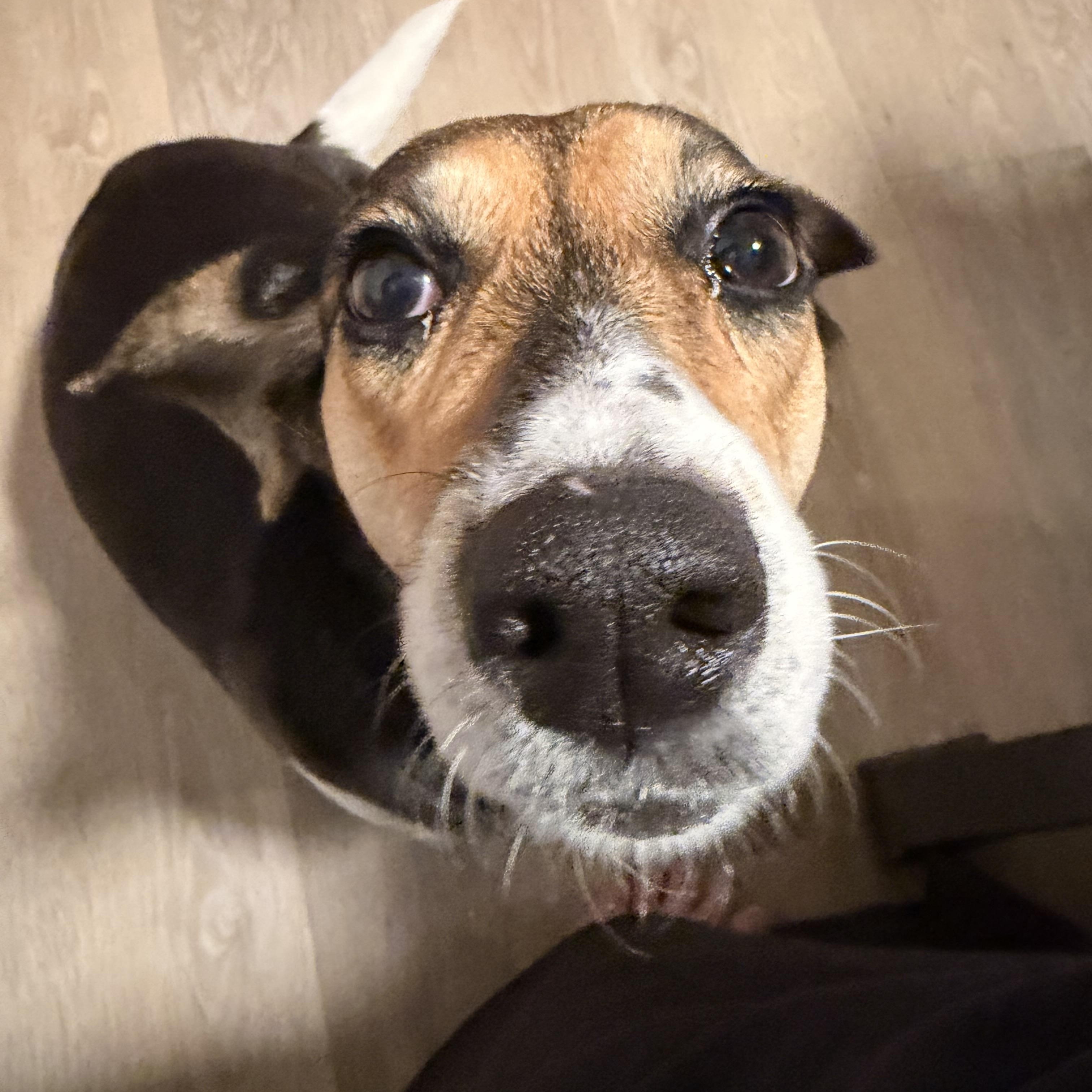 Enlarge Theodora *TEDDY*, a ADOPTABLE Beagle in Stamford, CT image 2/6