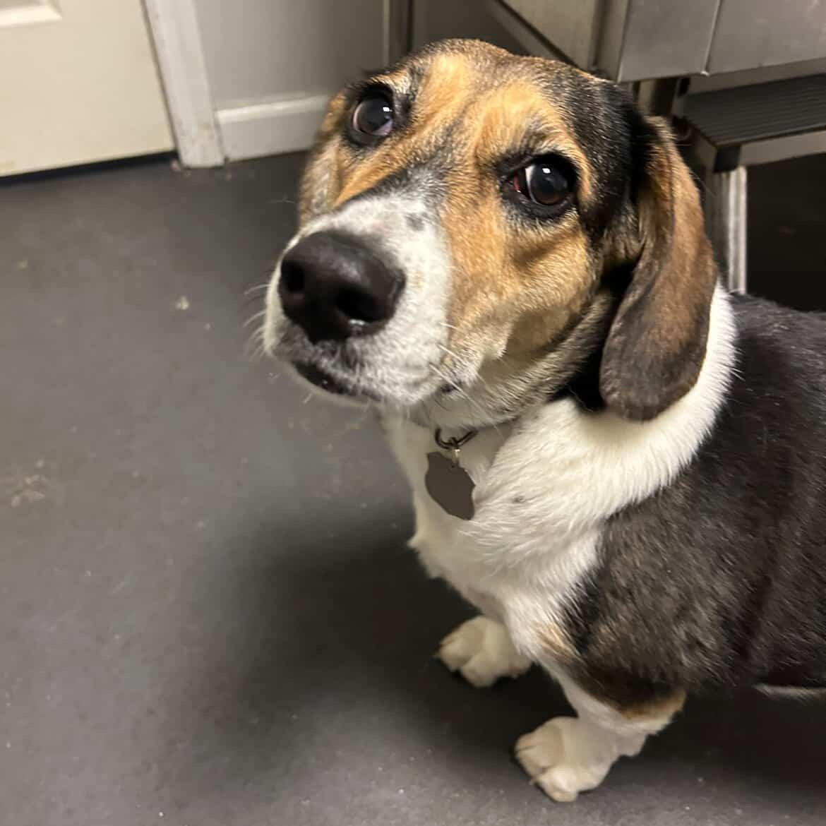 Enlarge Theodora *TEDDY*, a ADOPTABLE Beagle in Stamford, CT image 6/6