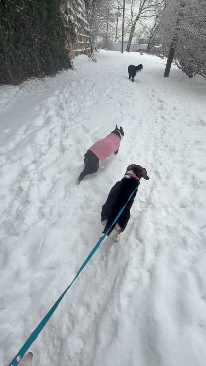 Enlarge Theodora *TEDDY*, a ADOPTABLE Beagle in Stamford, CT video 5/6