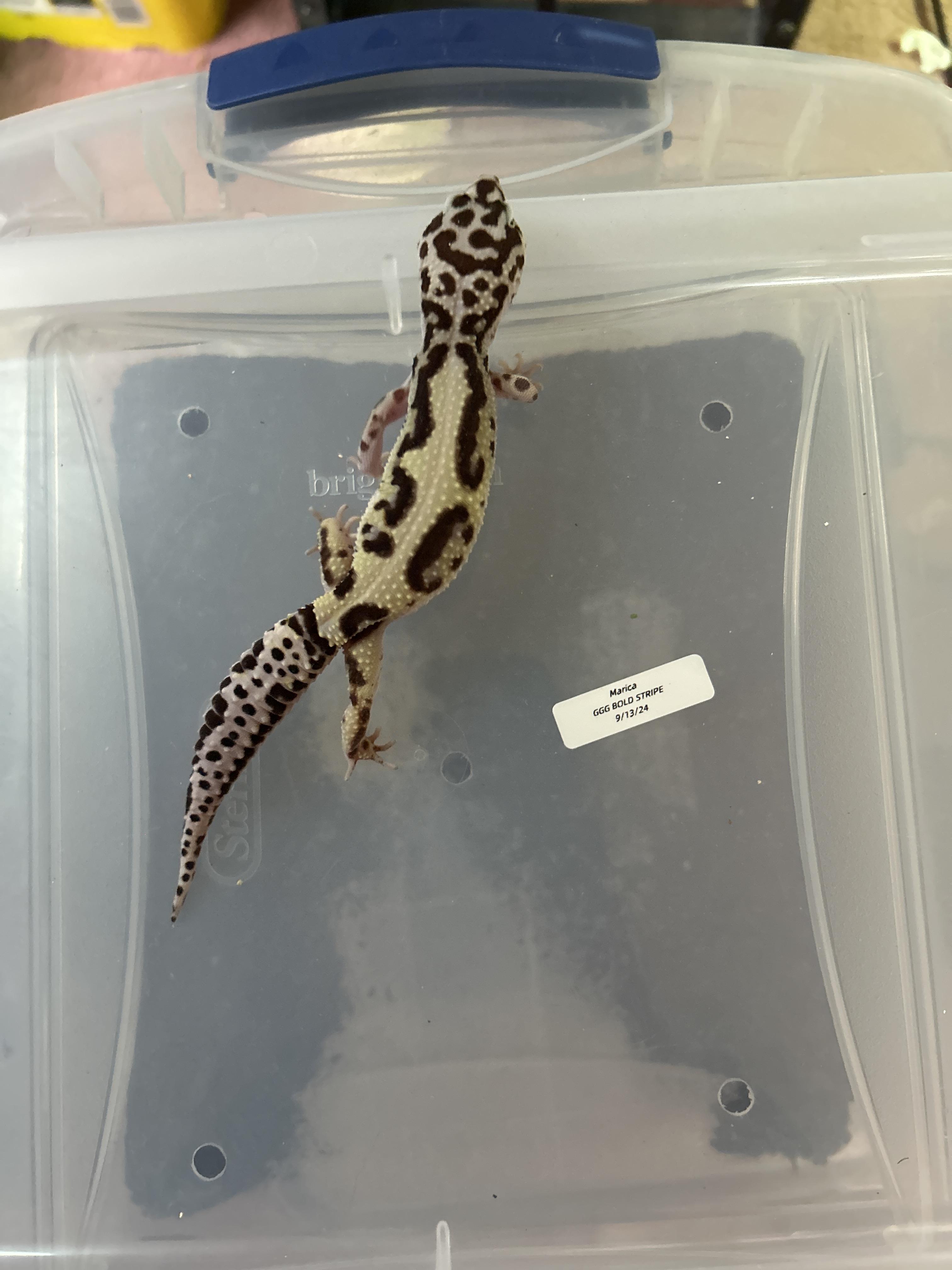 Leopard Gecko, Adoptable, Adult Unknown Gecko.