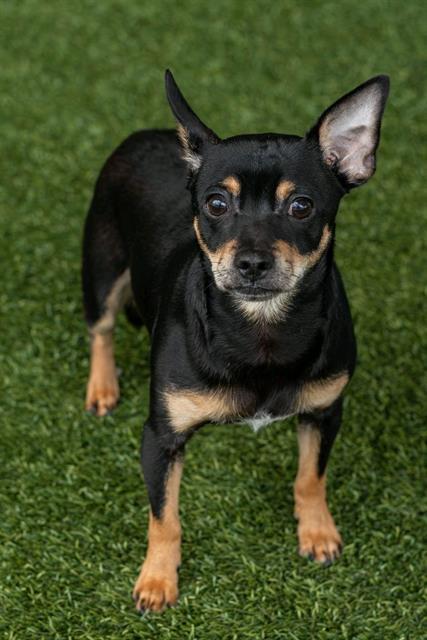 PABLO, Adoptable, Young Male Chihuahua.
