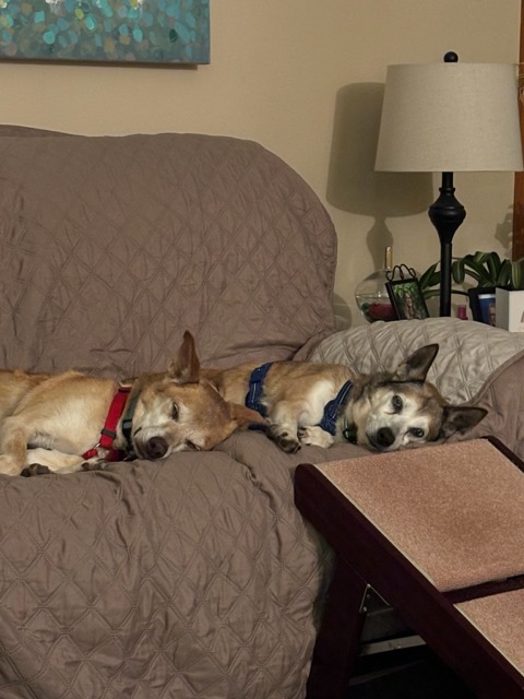 Bebe, a Adoptable mixed breed image 3/5