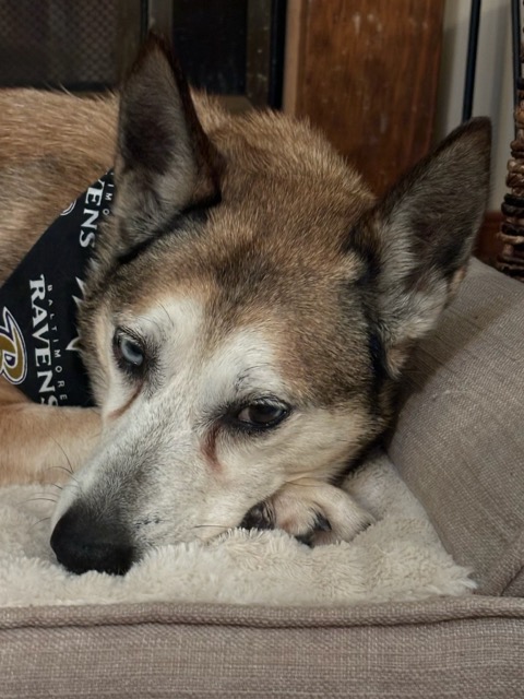 Bebe, a Adoptable mixed breed image 2/5