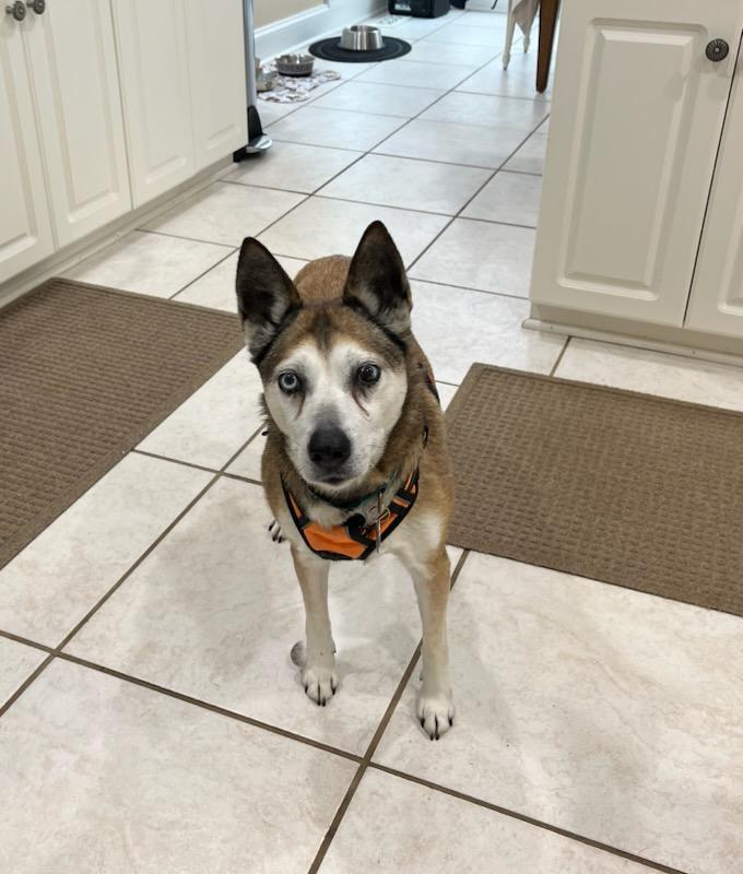 Bebe, Adoptable, Adult Female Husky & Vizsla.