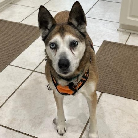 Enlarge Bebe, a Adoptable mixed breed in Glen Allen, VA image 1/5