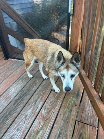 Bebe, a Adoptable mixed breed image 4/5